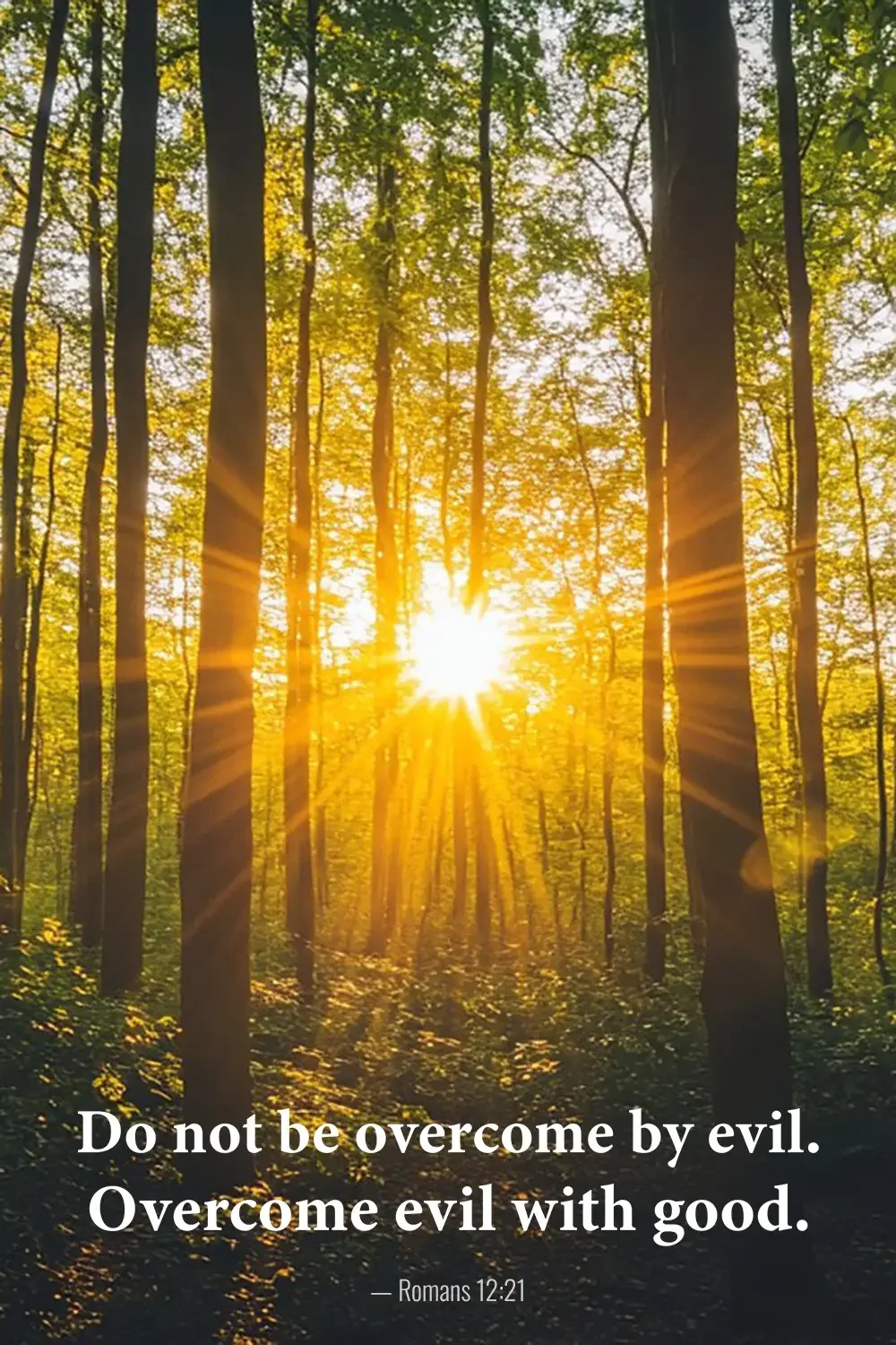 Romans 12:21 Bible verse with brilliant sunlight streaming through a peaceful forest.
