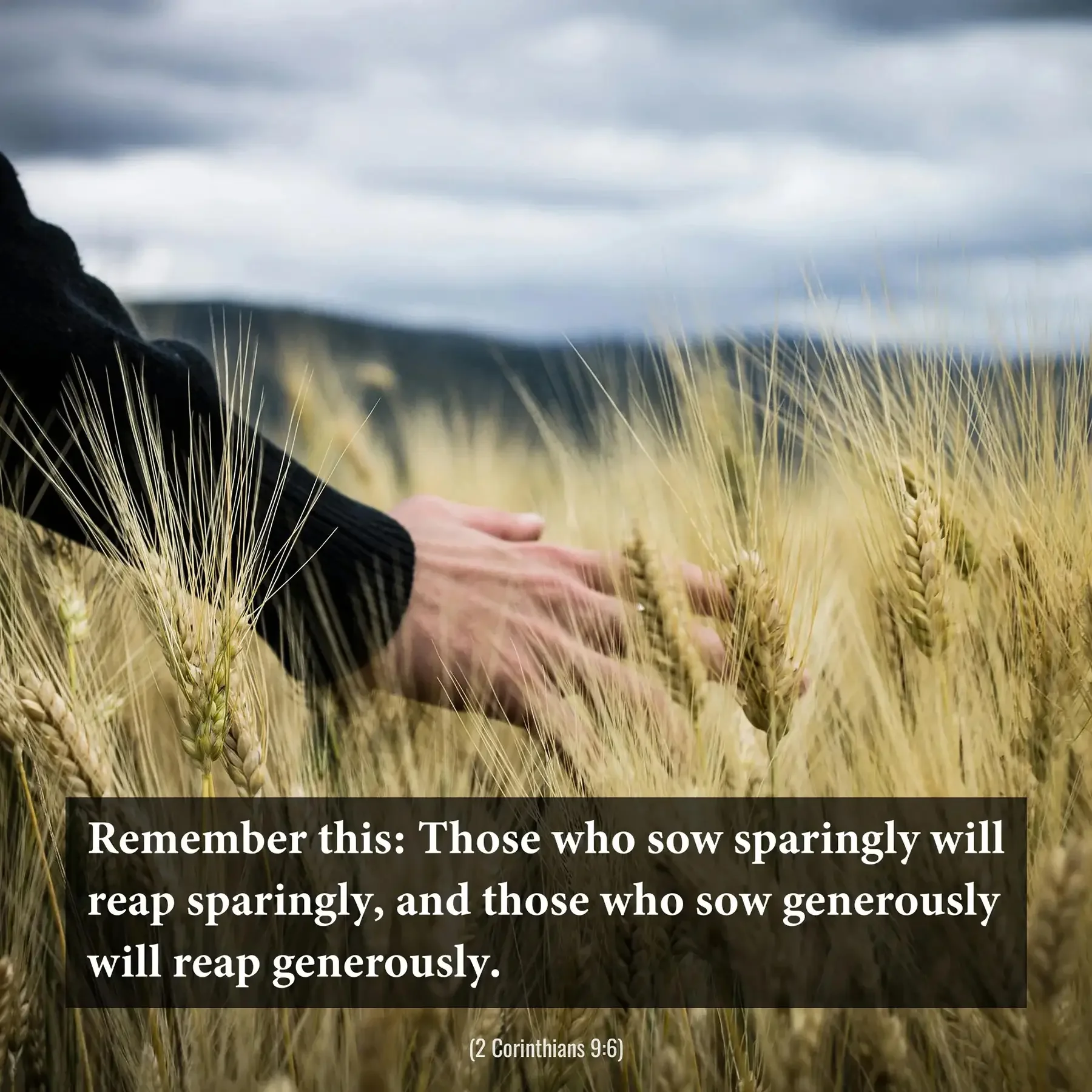 2 Corinthians 9:6 Bible verse with hands touching a wheat field, encouraging generous giving and abundant harvest.