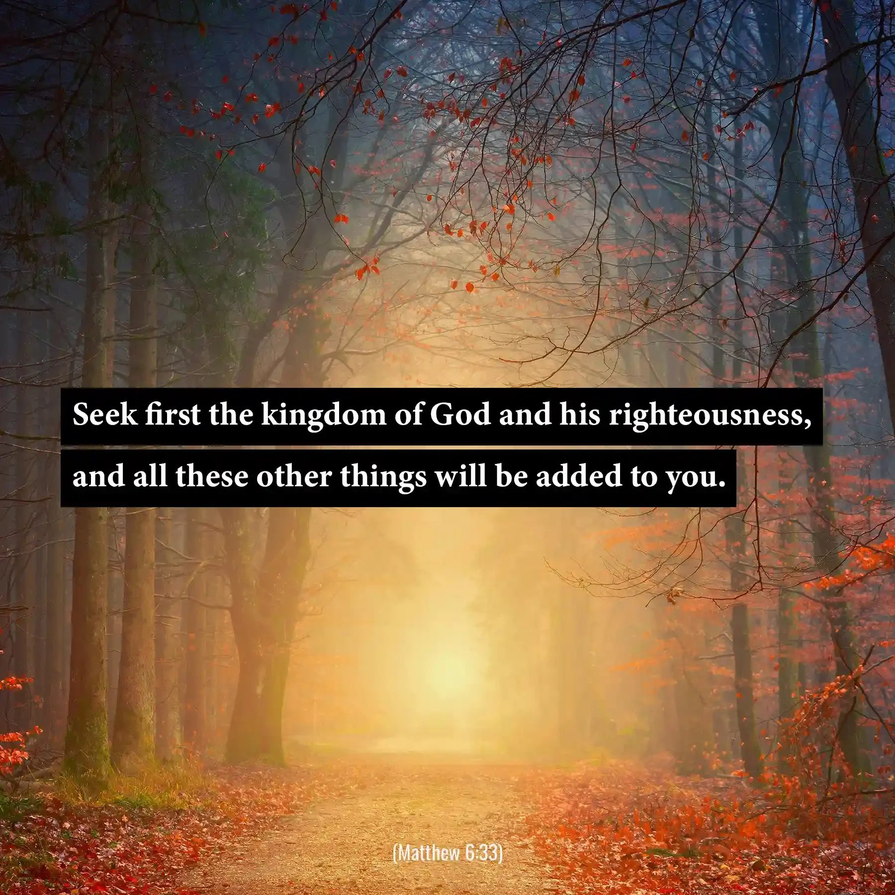 Matthew 6:33 Bible verse in a glowing forest reminding believers to seek the kingdom of God first.