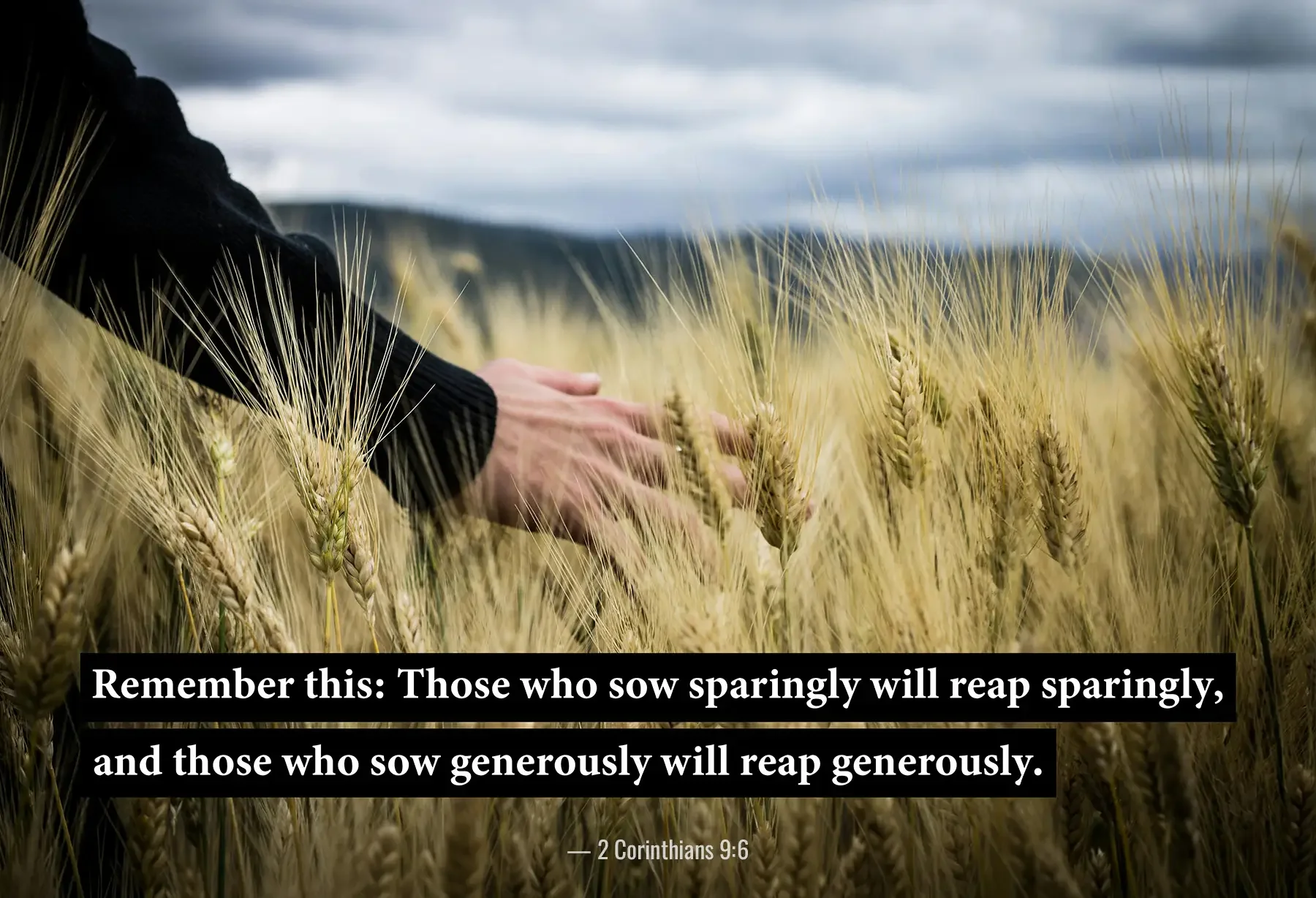 2 Corinthians 9:6 Bible verse with hands touching a wheat field, encouraging generous giving.