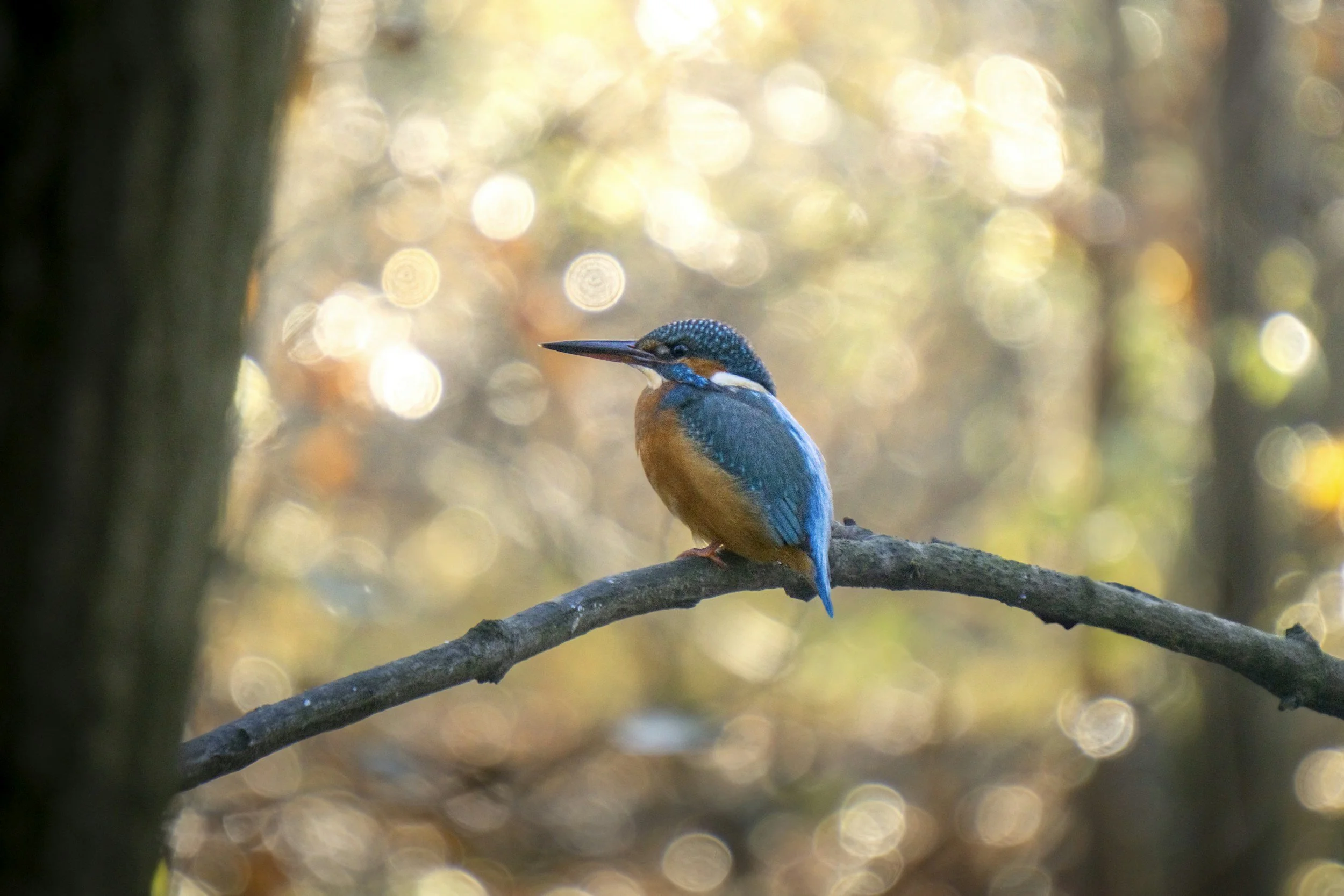 Ein farbiger Vogel sitzt auf einem Baumzweig in einem Wald mit warmem, unscharfem Hintergrund.