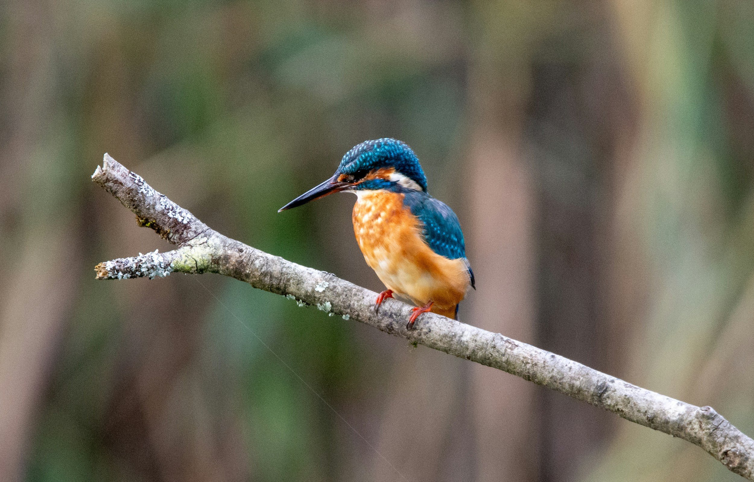 Ein Königfischer auf einem Ast im Wald, mit blauen und orangefarbenen Gefieder.
