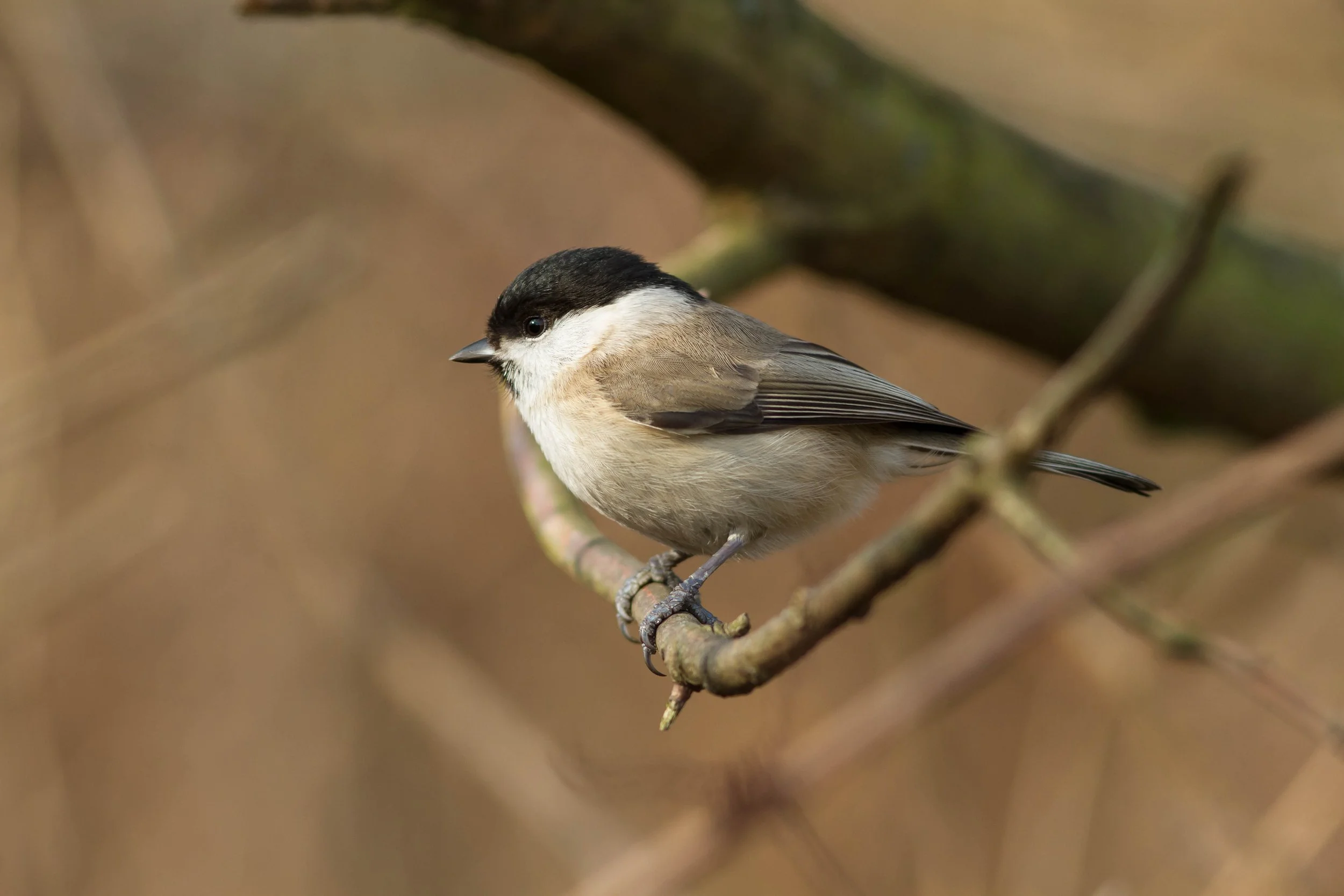 Kleiner Vogel mit schwarzem Kopf, weißem Bauch und braunen Flügeln auf Ast sitzend.