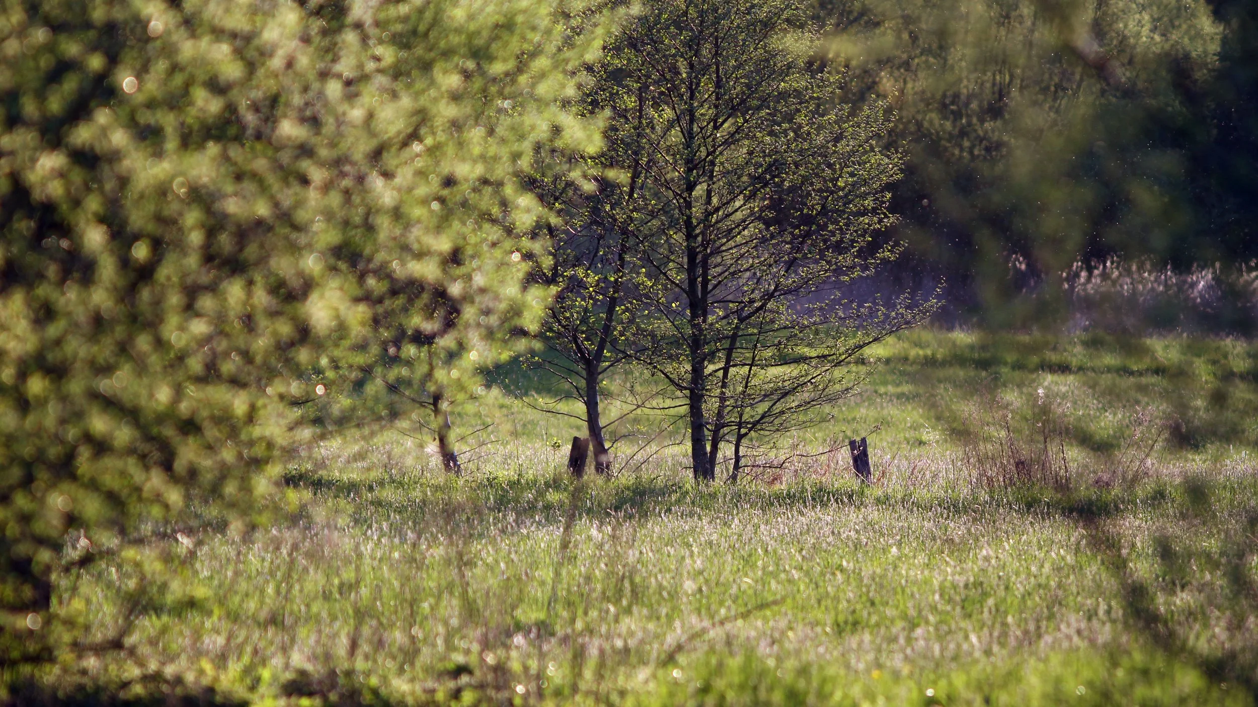 Ein sonniges, grünes Feld mit Bäumen und strahlendem Licht, unscharf im Vordergrund und scharf im Hintergrund.