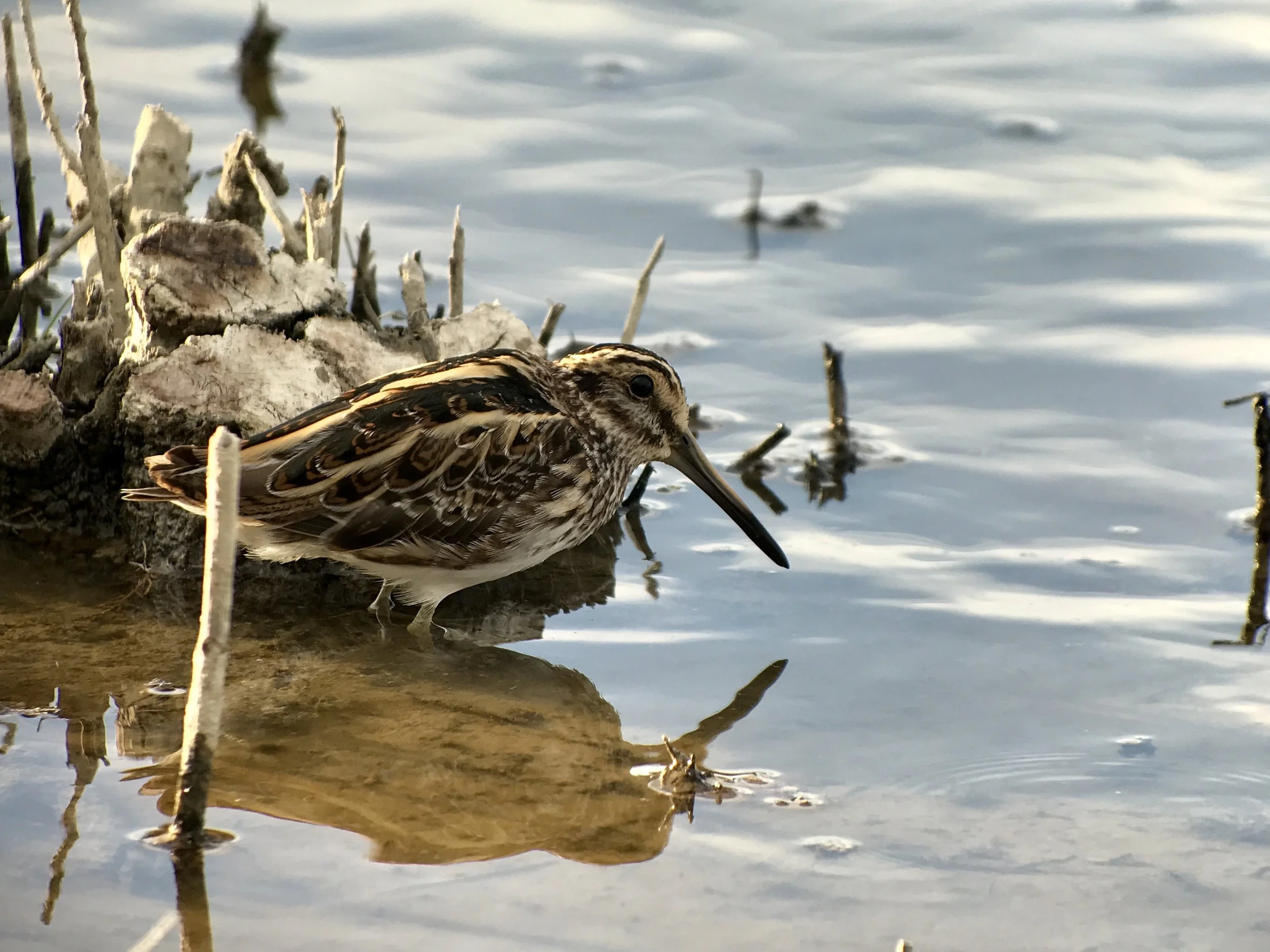 Ein brauner Watvogel steht am Ufer eines Gewässers, umgeben von Pflanzenresten und Wasserpflanzen.