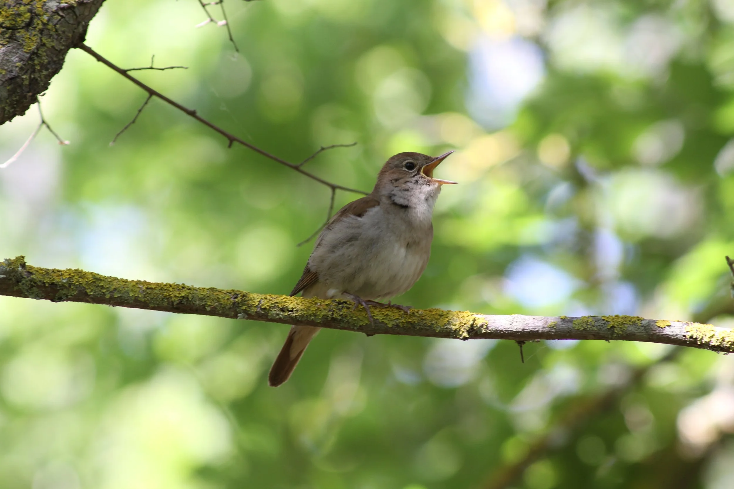 Ein Singvogel sitzt auf einem Baumast, singt bei Tageslicht, mit grünem Blätterhintergrund.