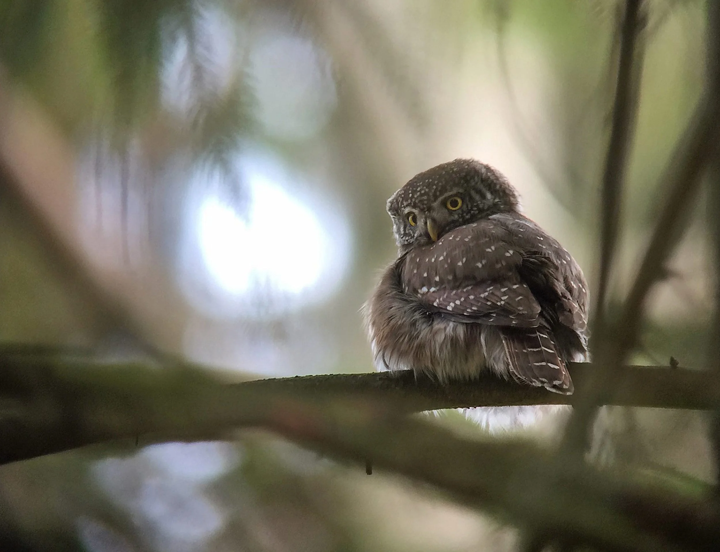 Kleiner Waldkauz sitzt auf einem Ast, guckt über die Schulter, im Hintergrund unscharfen Baumblätter und helles Licht.