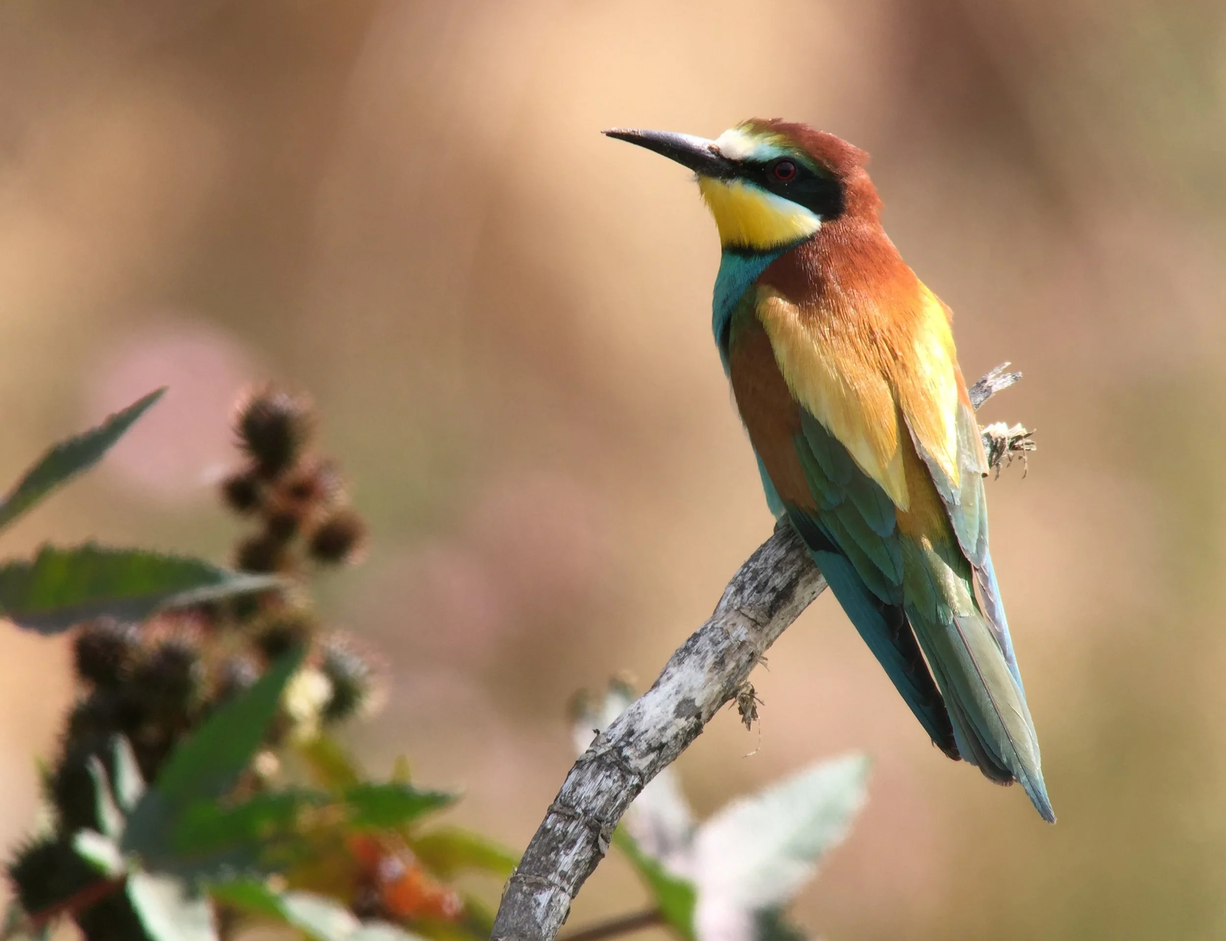 Bunter Vogel, wahrscheinlich ein bunter Specht, sitzt auf einem Ast. Im Vordergrund sind unscharfe Blätter und kleine Beeren.