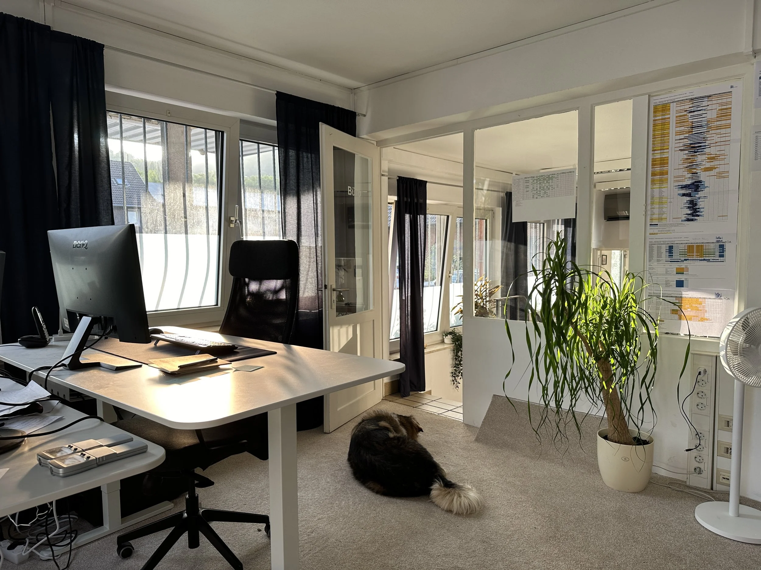 Ein Büro mit Schreibtisch, Computer, schwarzem Bürostuhl, großen Fenstern, einer Pflanze und einem Hund auf dem Boden.