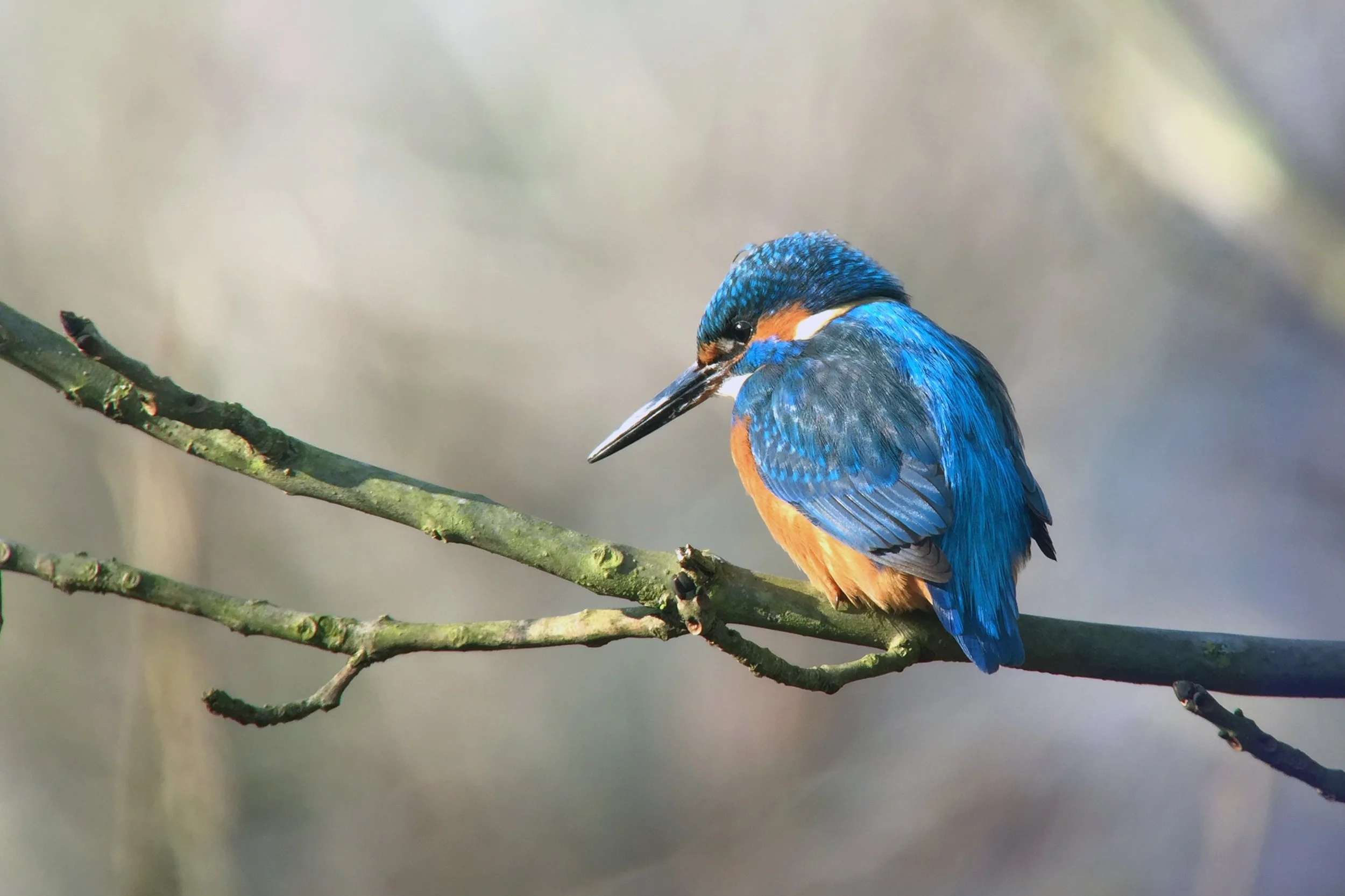 Brillanter Kingfisher sitzt auf einem Zweig, mit blauen, orangefarbenen und schwarzen Federn, Schauplatz in natürlicher Umgebung.