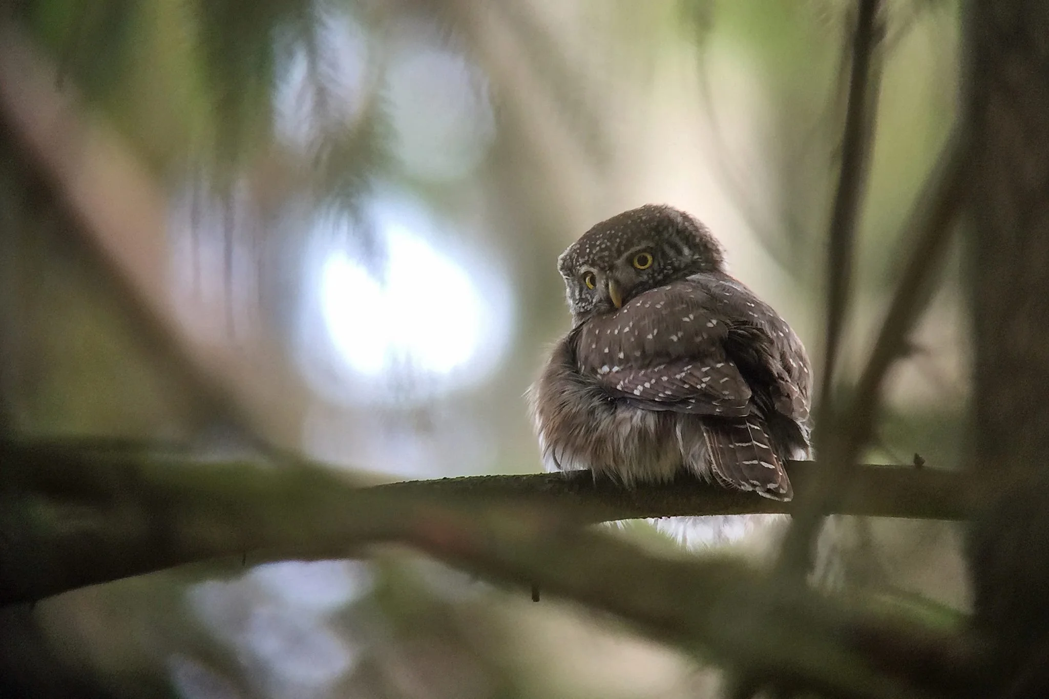 Ein kleiner Kauz sitzt auf einem Ast in einem Wald, blickt zur Seite und umkreist die Federn auf seinem Rücken.