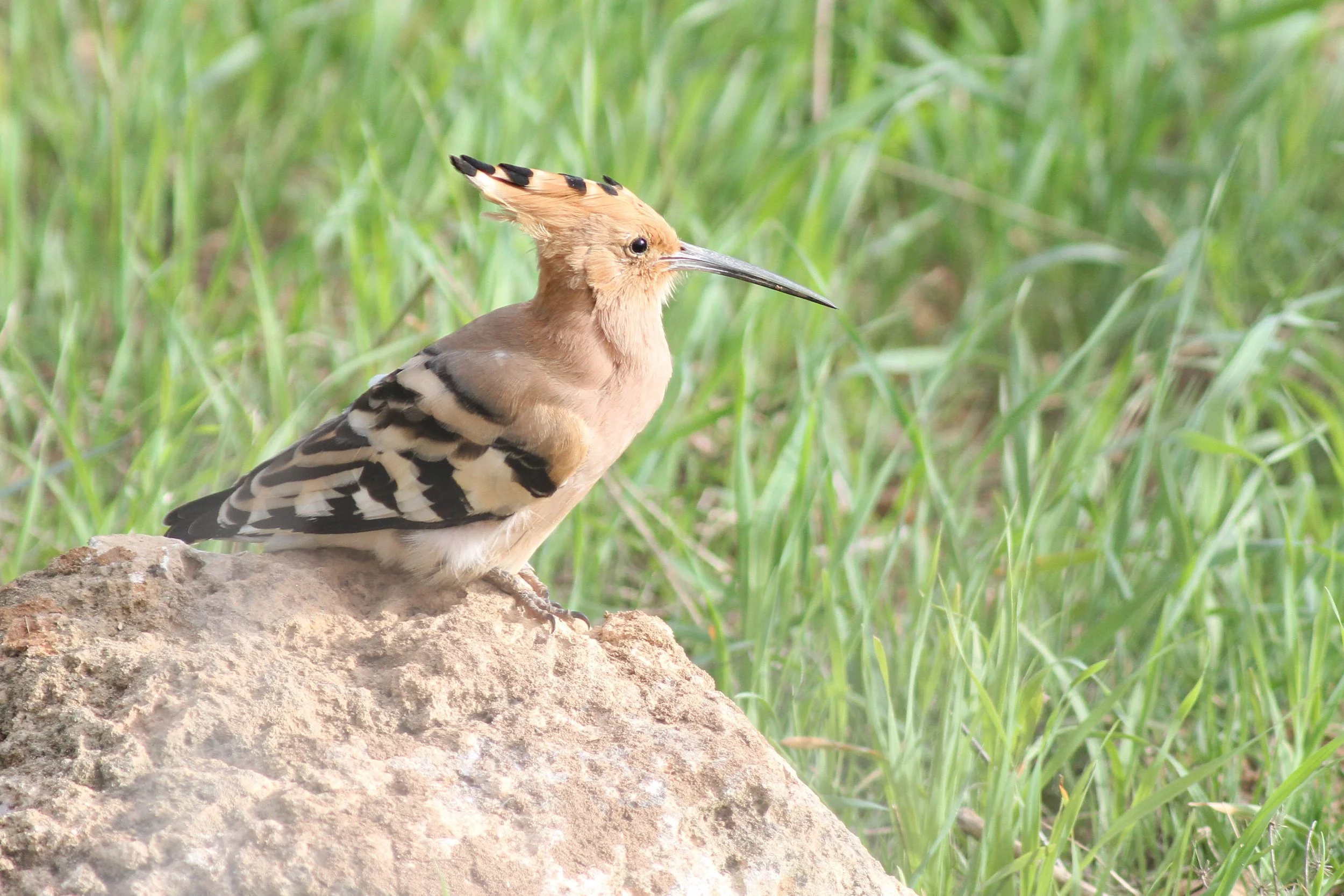 Ein Buntspecht sitzt auf einem Stein in einer grünen Wiese.