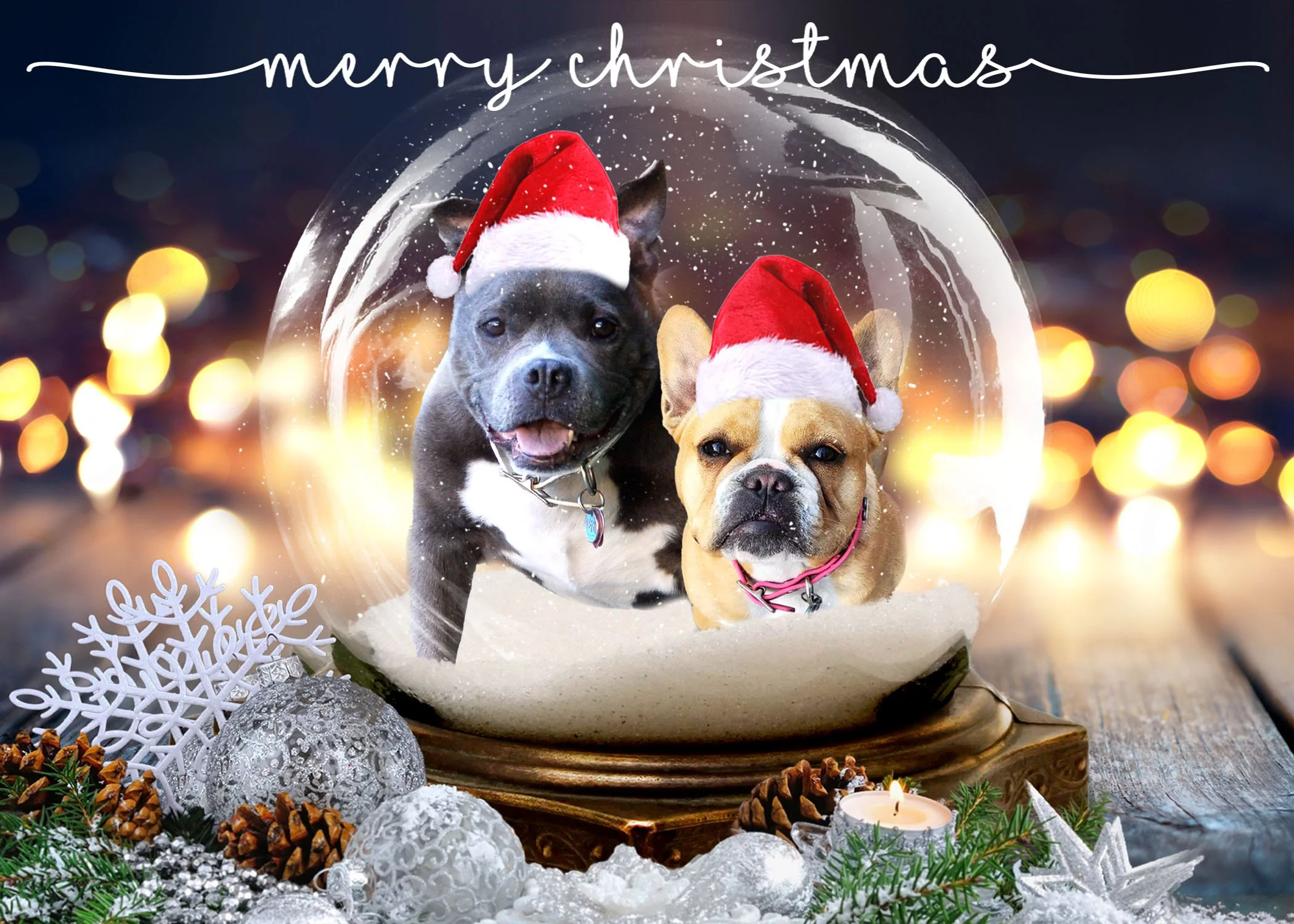 Montreal portrait and pet photography.jpg