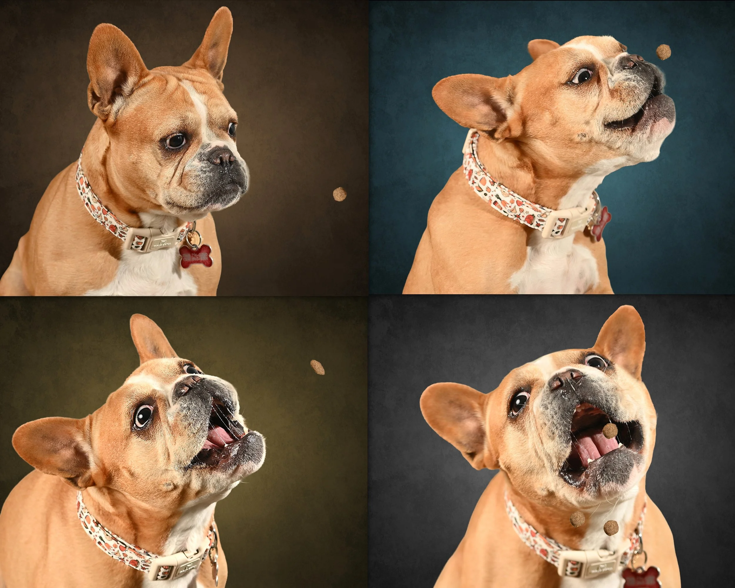 Montreal pet photography -dogs.jpg
