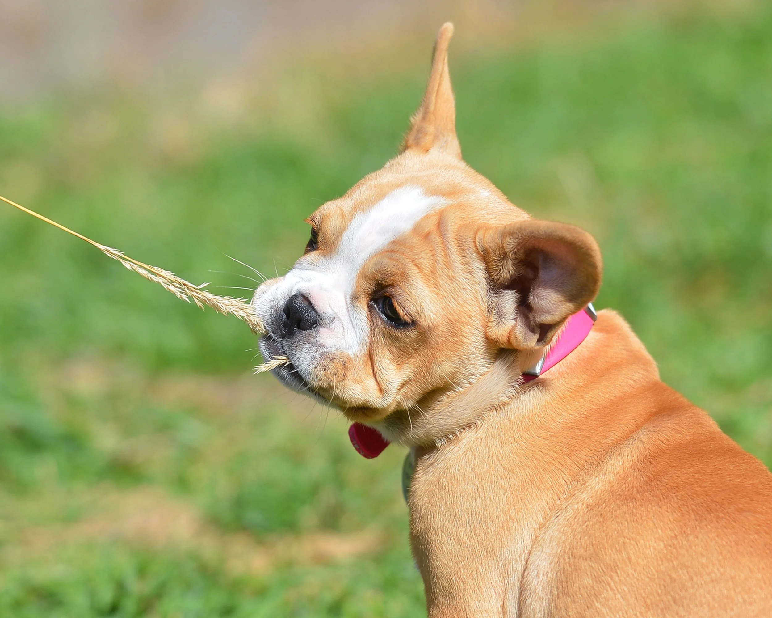 Montreal pet photography.jpg