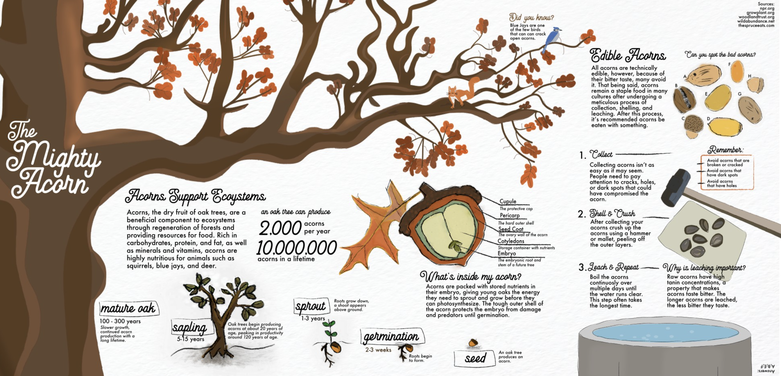 final infographic.png