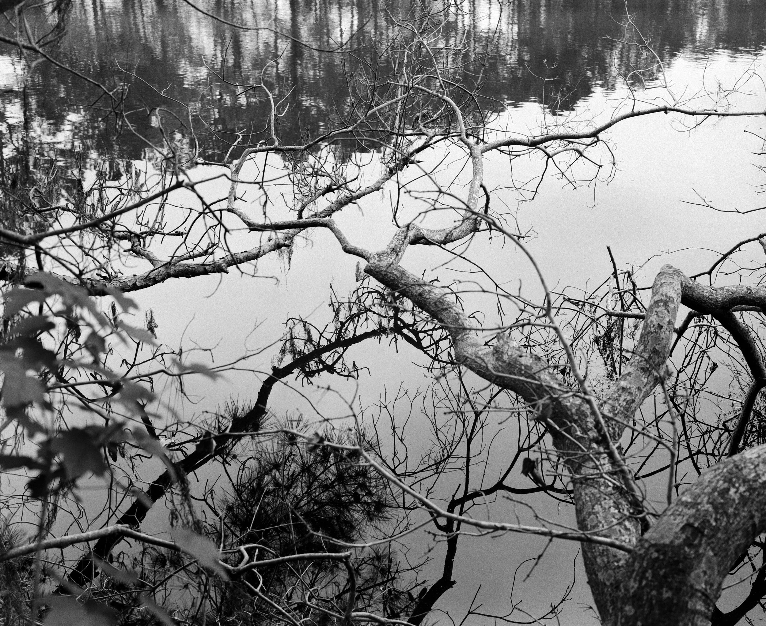 branch (3) copy.jpg