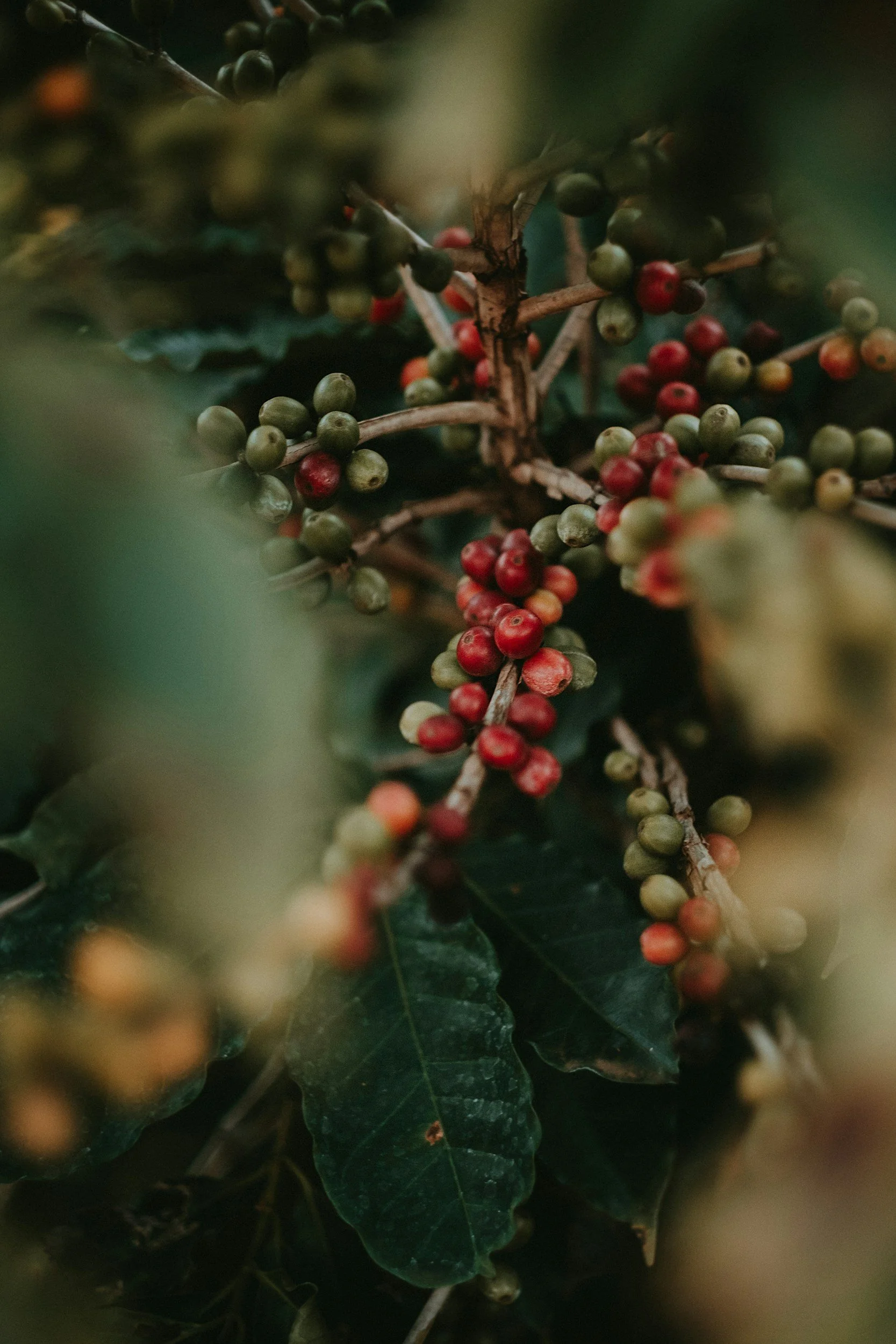 Close-up of holly plant with green and red berries and dark green spiny leaves.