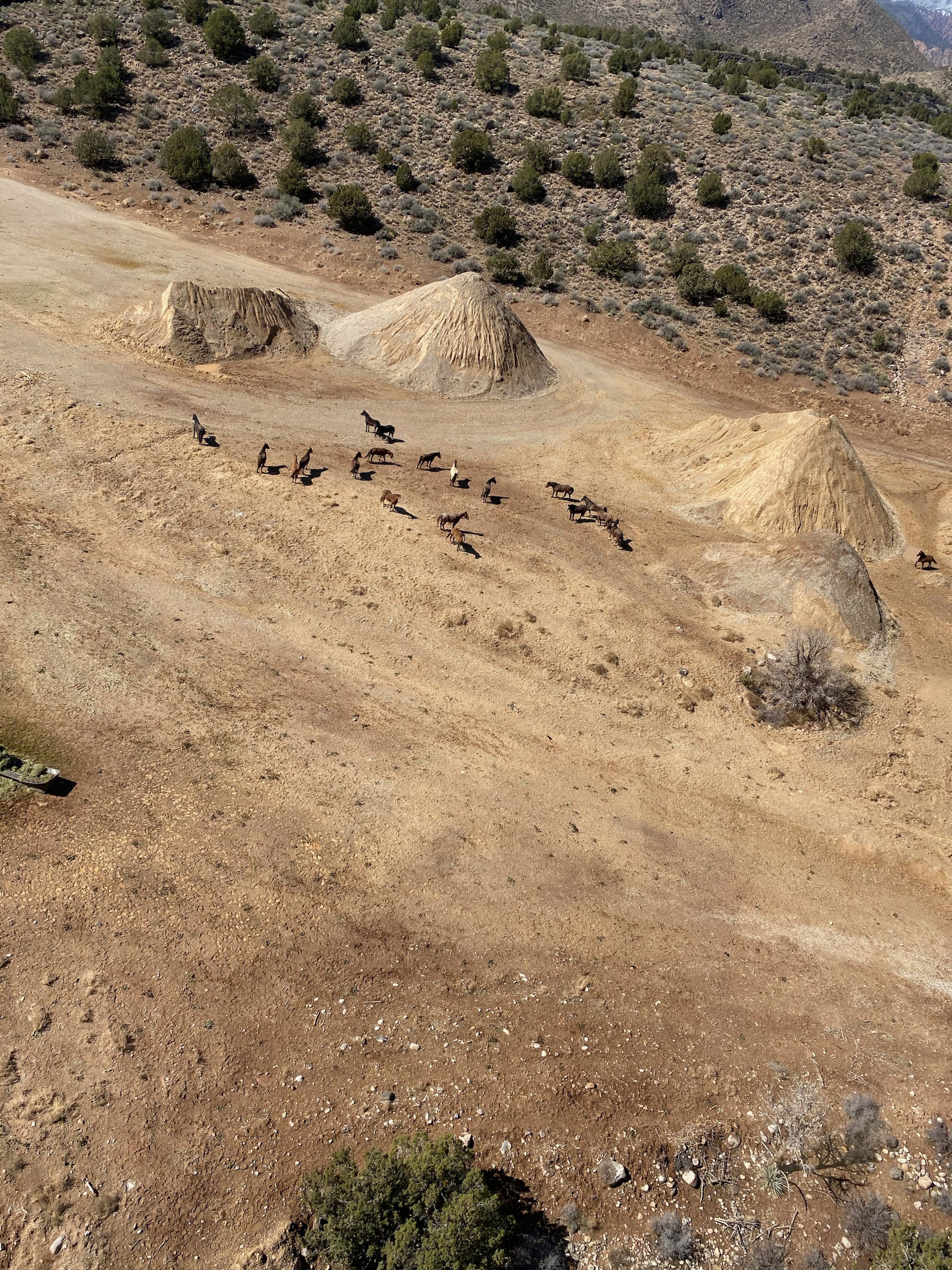 G Bucking Horses at Crushing Operation.JPEG