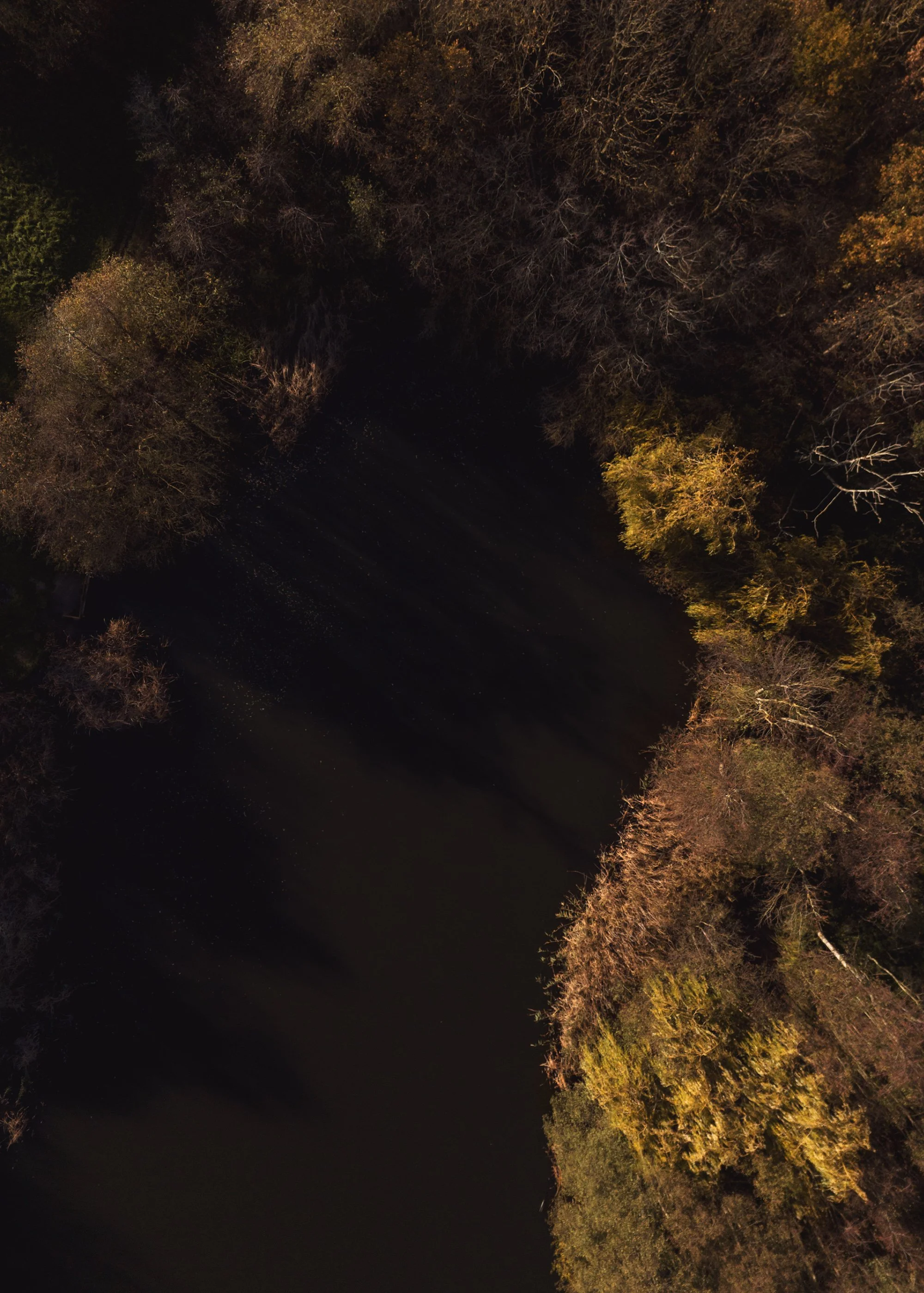 An aerial view of a forested area surrounding a dark body of water, shadows cast by trees indicating late afternoon or early evening.