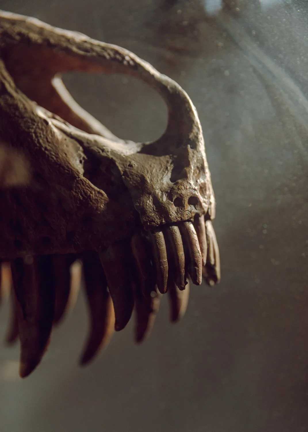 Close-up of a dinosaur skull replica with sharp teeth, partially lit with a dark background.