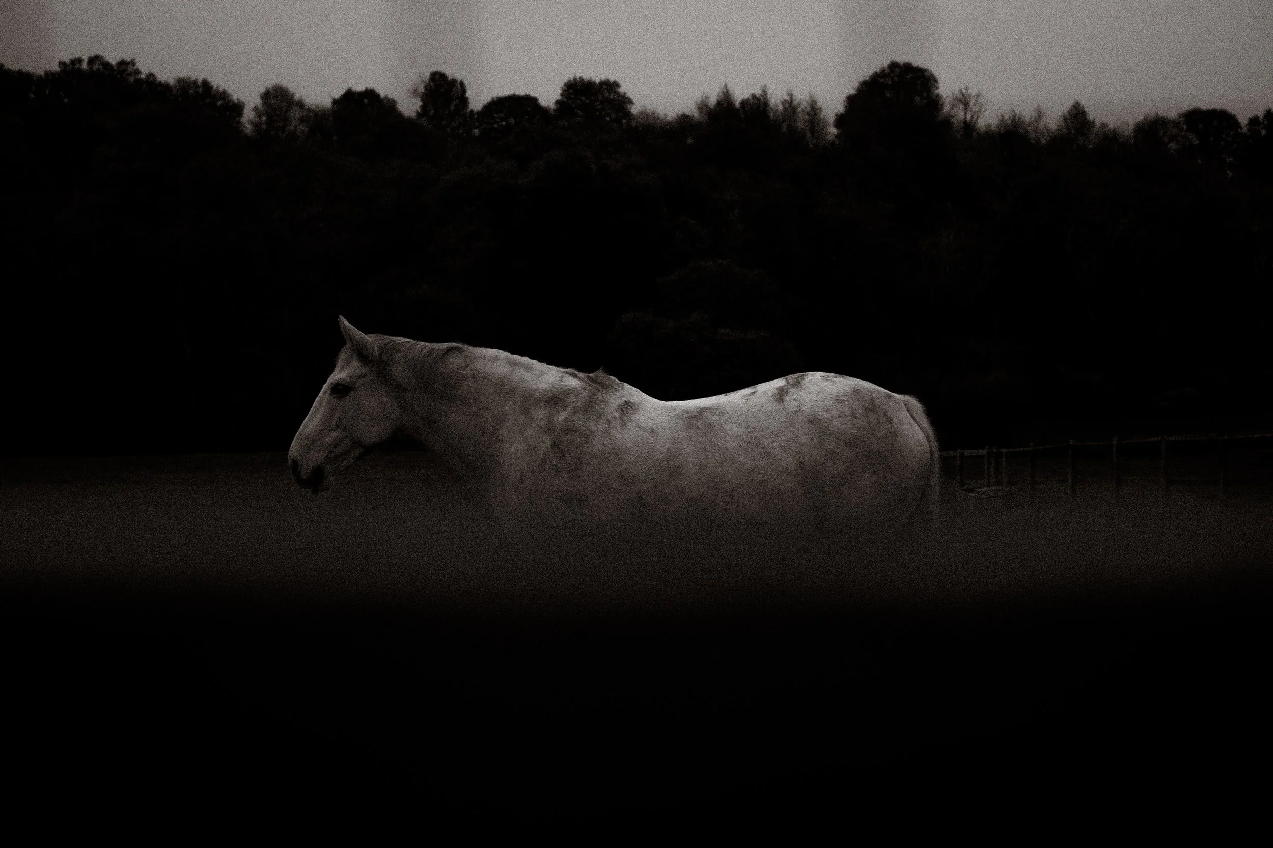 A white horse standing in a dark field at dusk or dawn, with trees in the background and a fence in the distance.