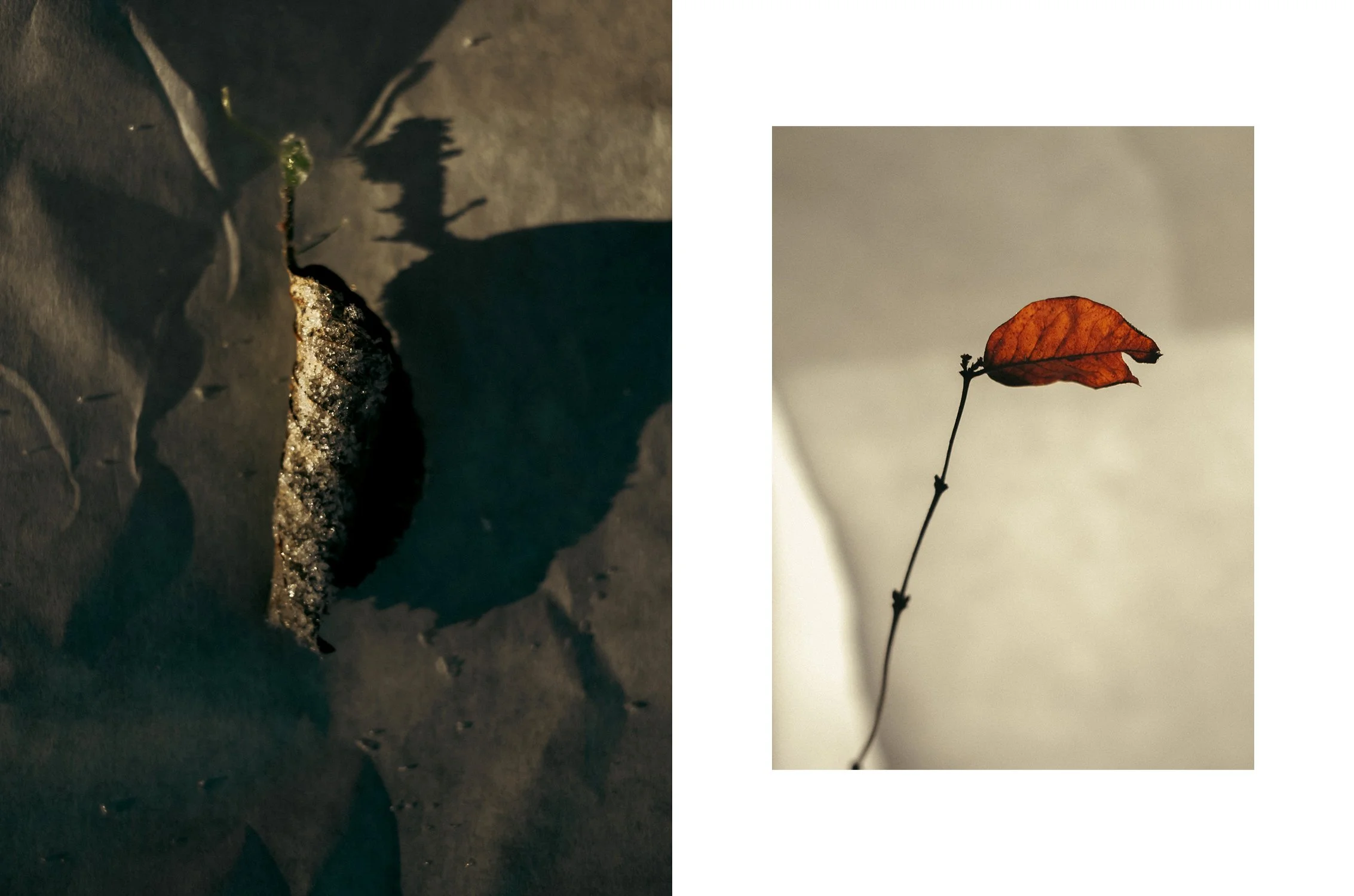 A rock partially buried in sand casting a shadow, next to a small plant shadow. A single dried, reddish-brown leaf on a thin stem against a neutral background.
