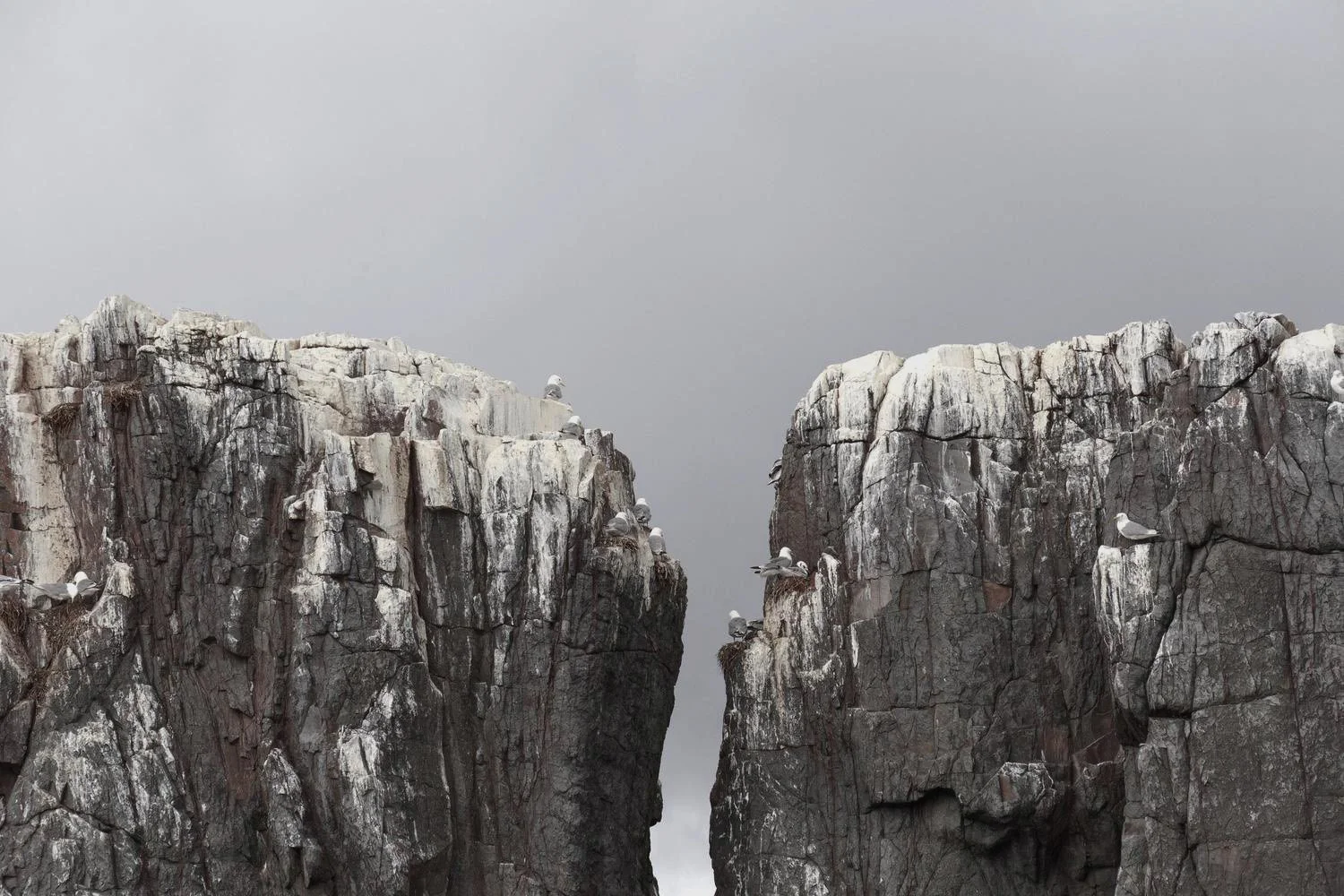 Large grey rocky cliffs with seagulls perched on top and flying around, under a cloudy sky.