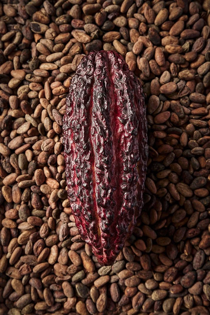 BEAN to BAR EXPERIENCE