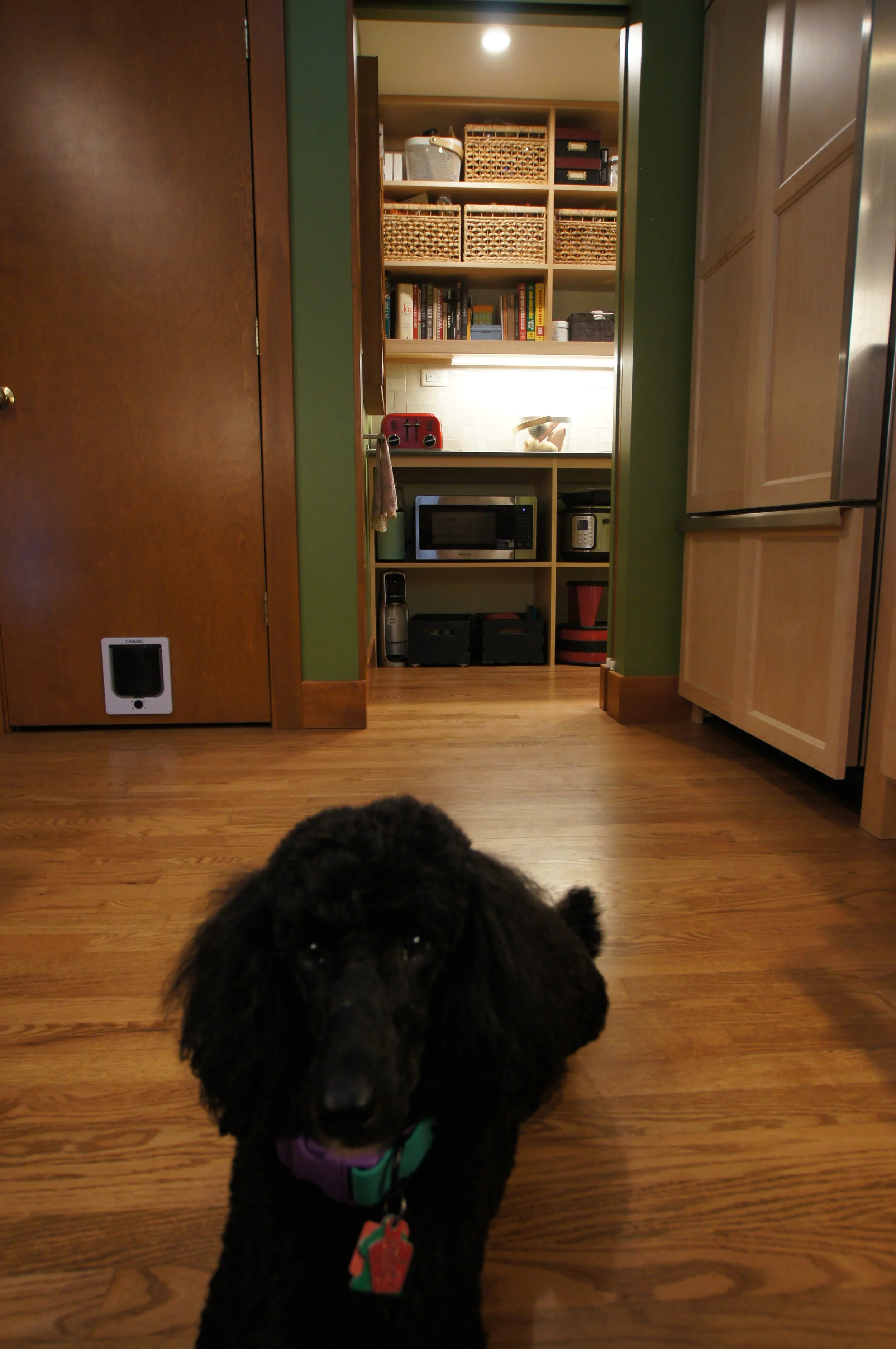A black puppy with a purple and green collar sits on a wooden floor in a kitchen. In the background, there is a pantry with shelves holding books, baskets, and kitchen appliances.