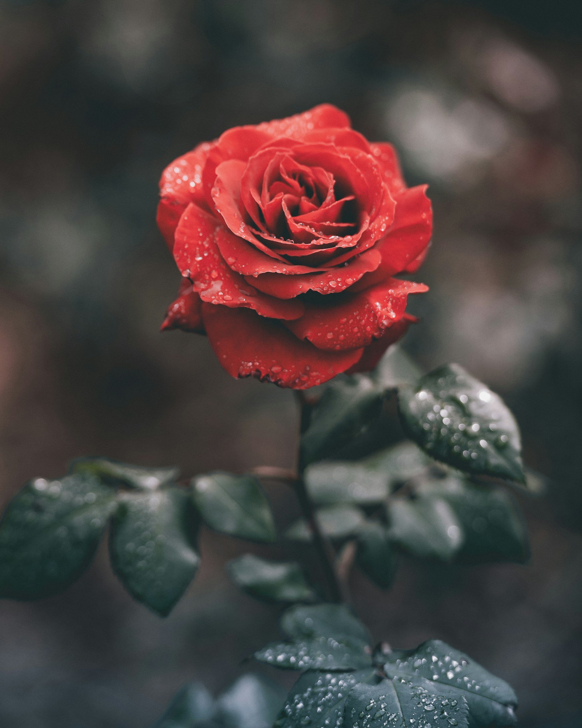 A close-up of a red rose with water droplets on its petals and green leaves.