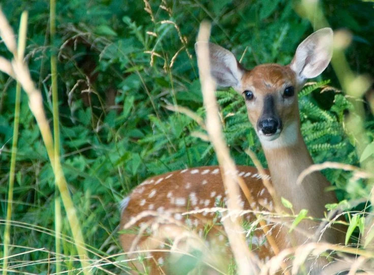 Young deer with white spots standing in green grass and foliage.
