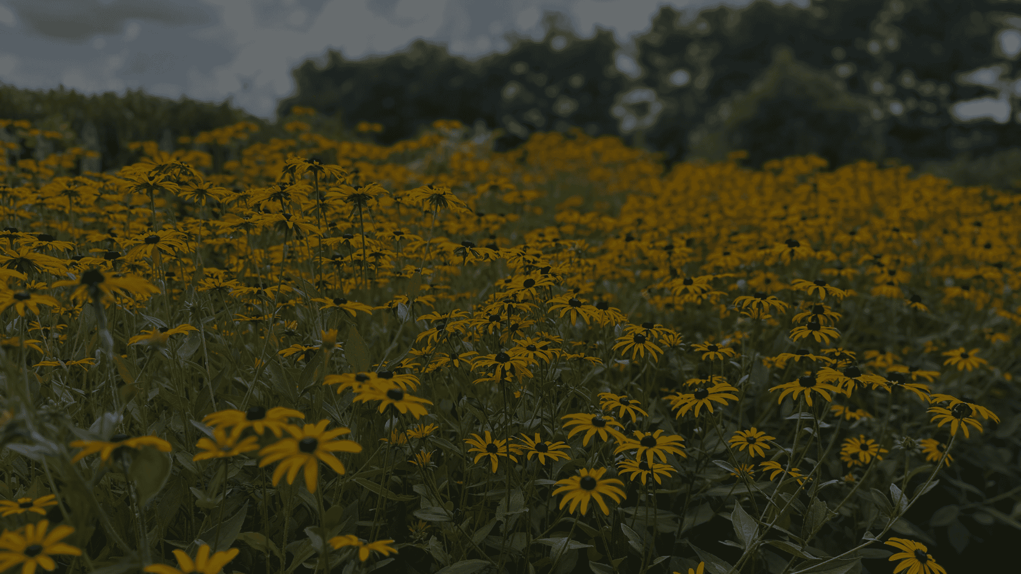 Untitled design (69).png