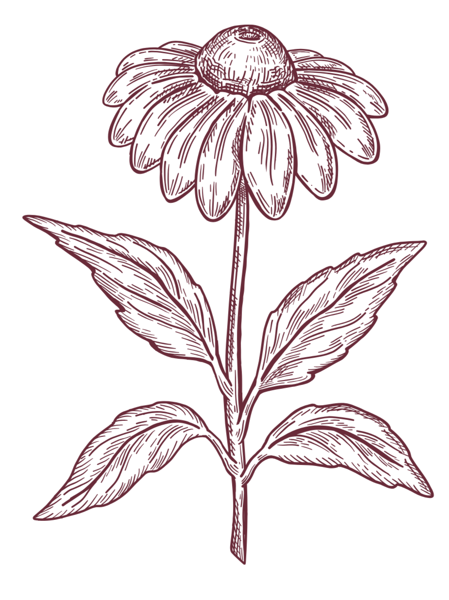Line drawing of a sunflower with a central disk and surrounding petals, along with large leaves on a single stem.
