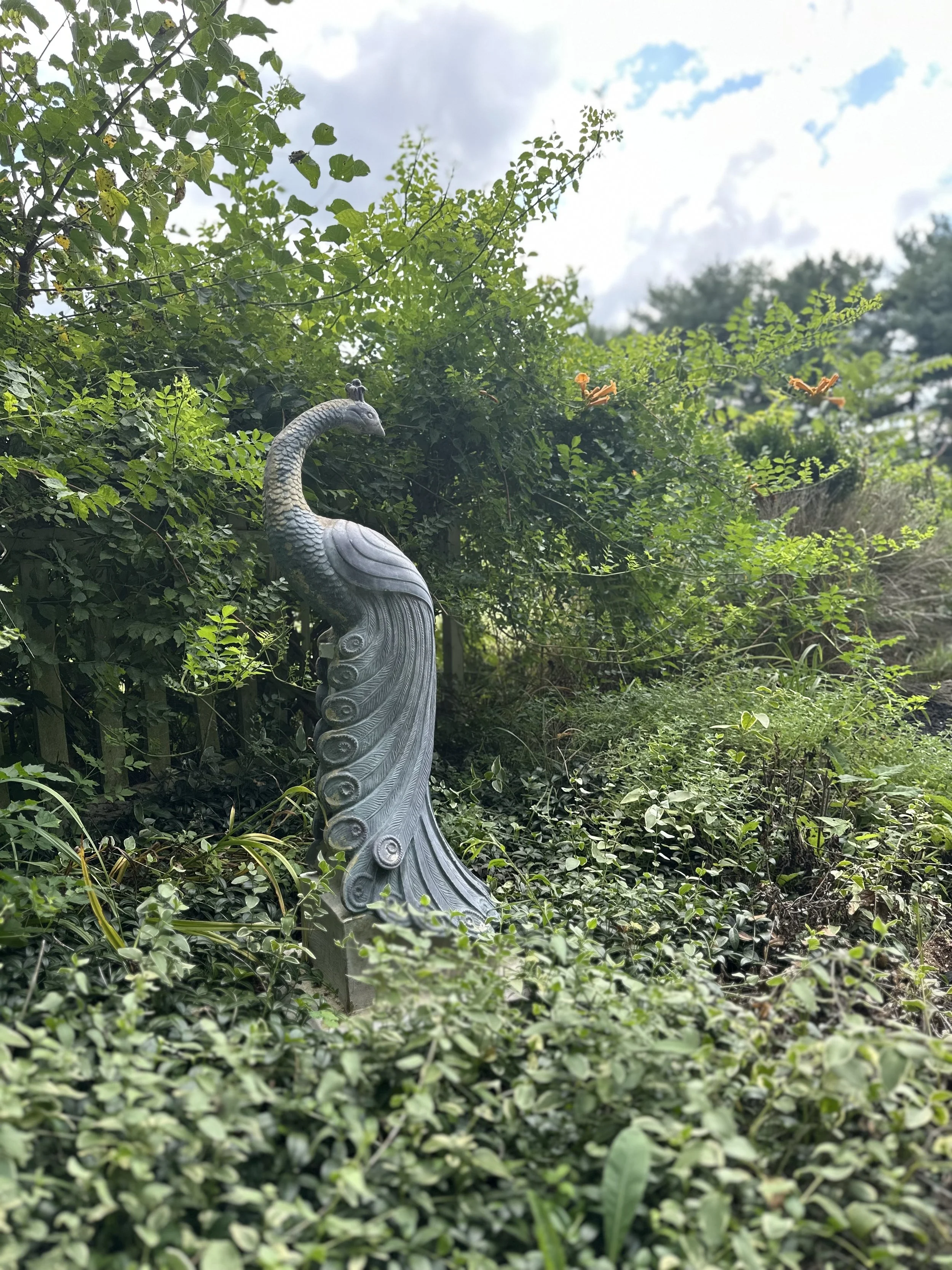 A metal sculpture of a peacock in a garden among green bushes, with a cloudy sky overhead.