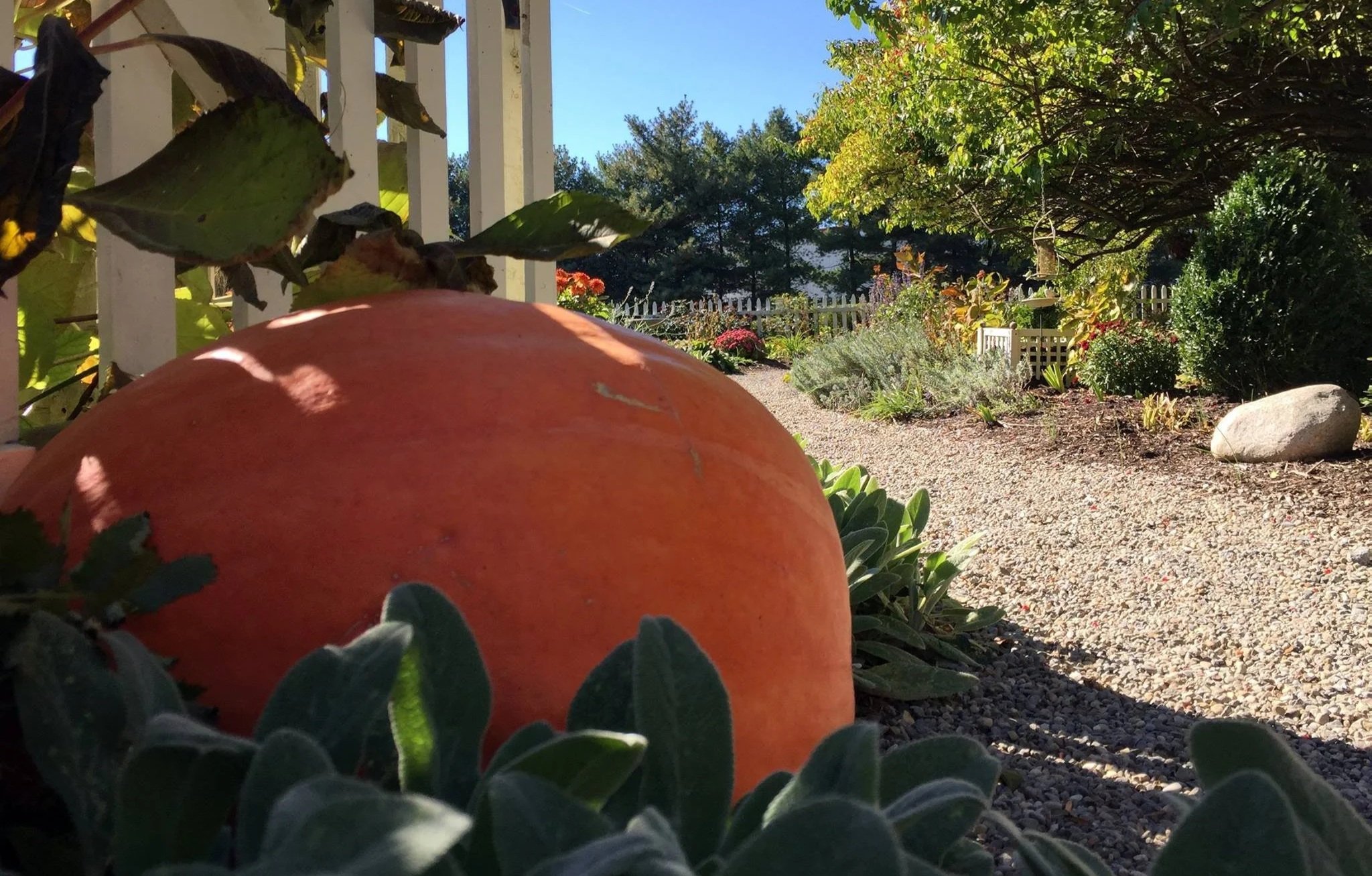 A large, plump pumpkin in the foreground of a garden with various plants, shrubs, and trees under a clear blue sky.