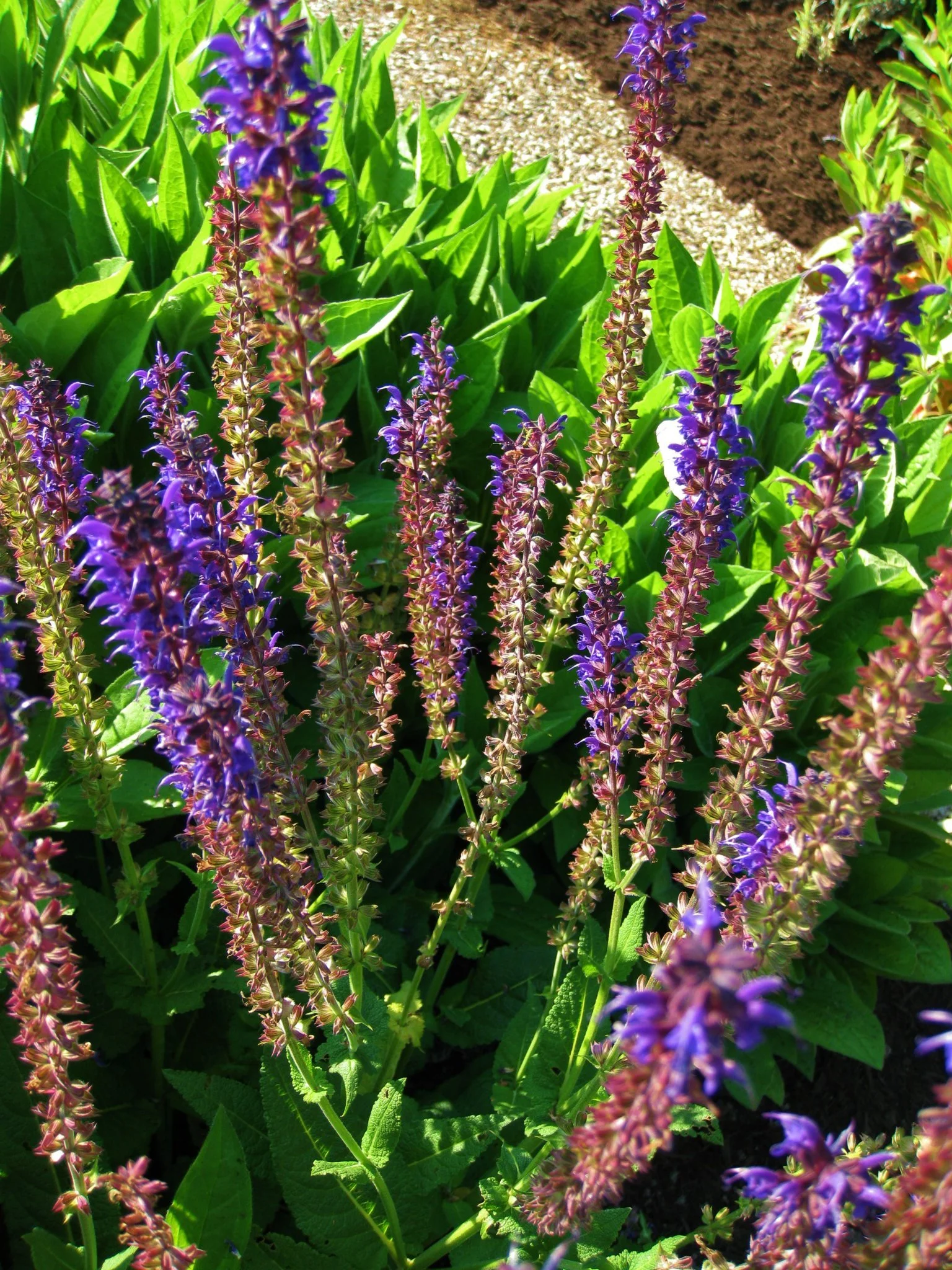 Purple flowers with tall spikes, surrounded by green leaves in a garden setting.