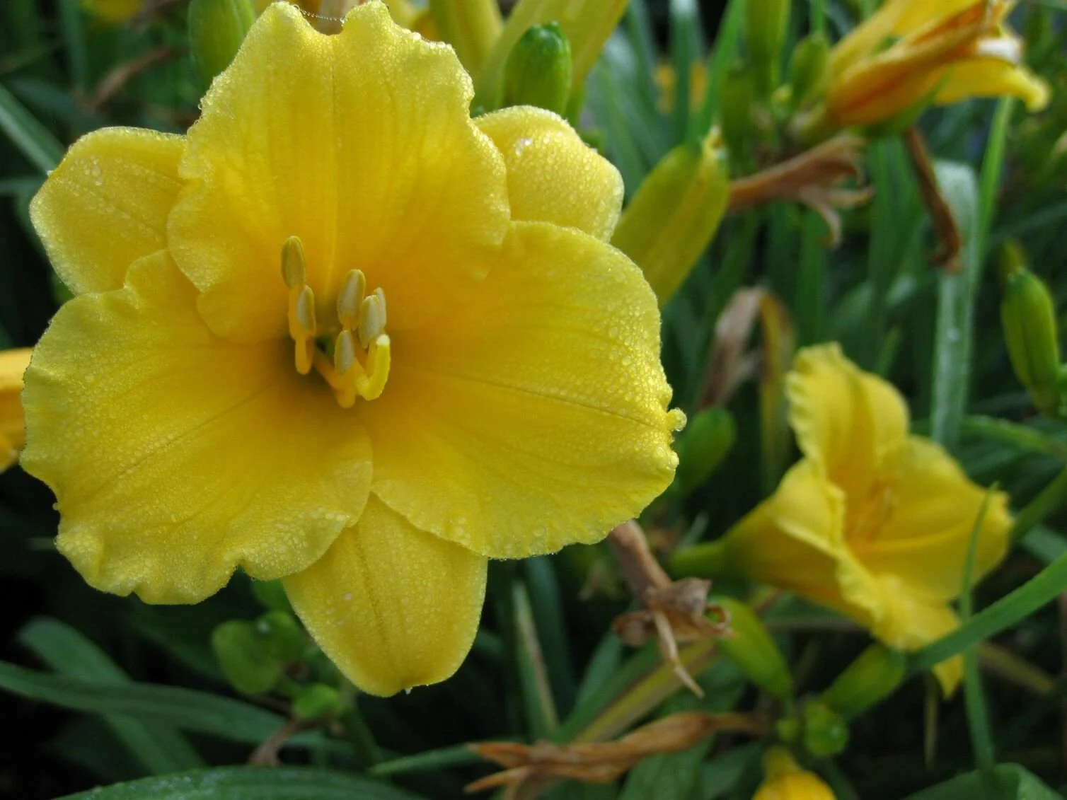 Close-up of a vibrant yellow daylily flower with dew drops on its petals, surrounded by green foliage.