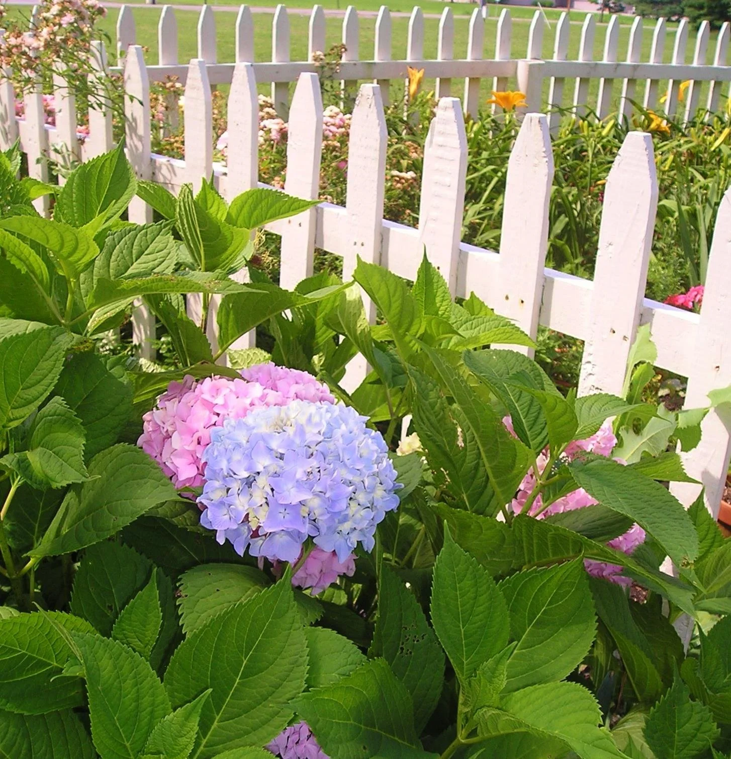 Pink and blue hydrangea flowers in front of a white picket fence with a garden behind.