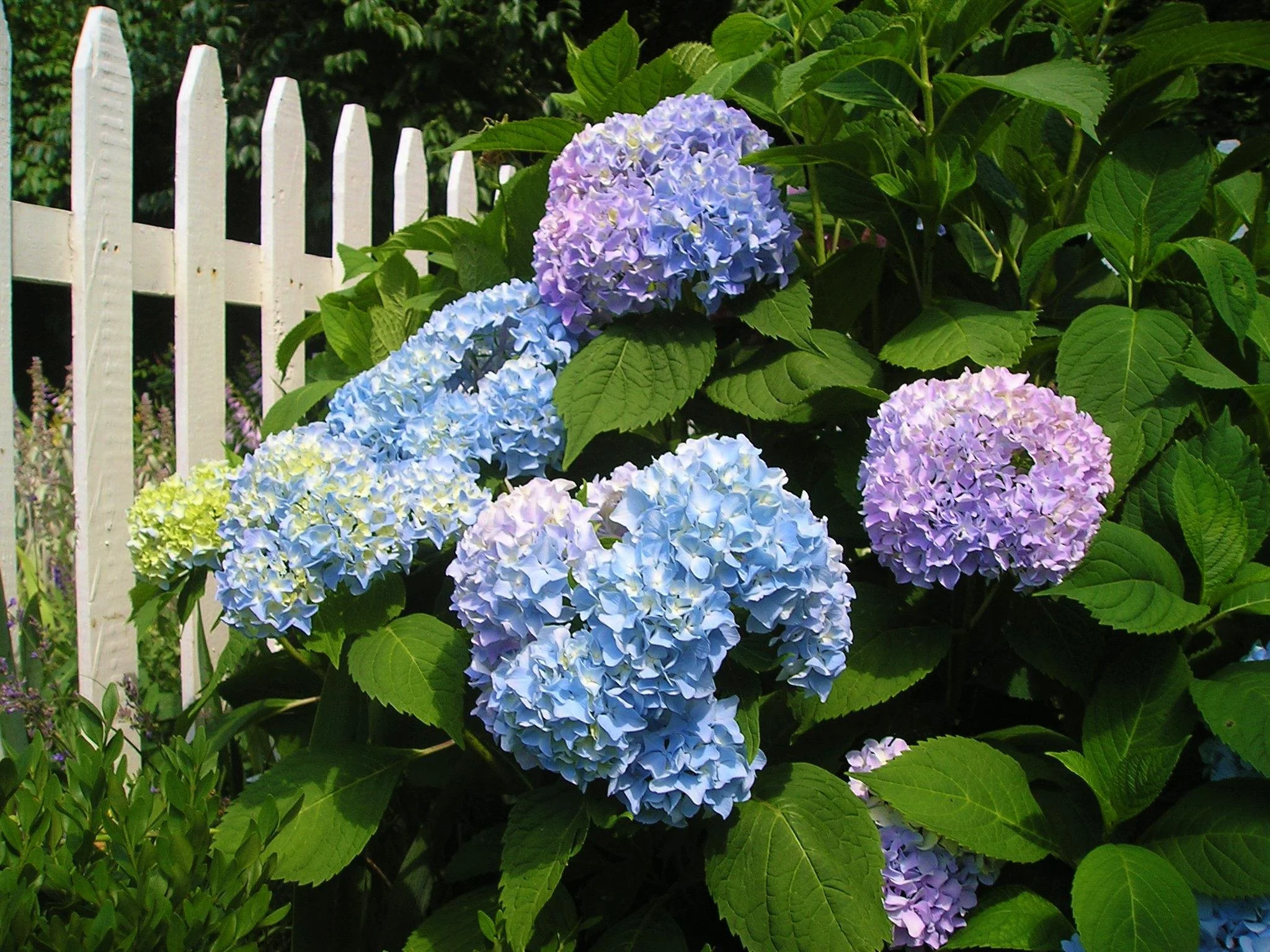 Colorful blooming hydrangea flowers in shades of blue, purple, and lavender next to a white picket fence amidst green foliage.