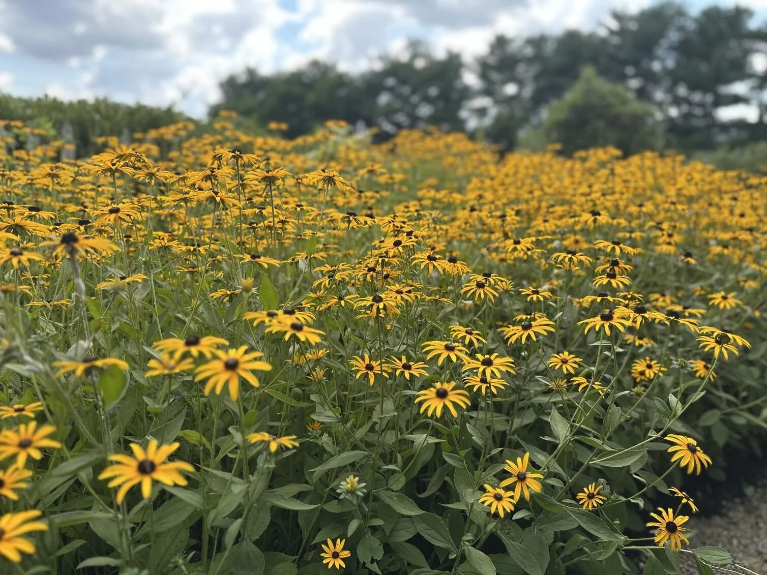 A field of black-eyed Susan flowers with yellow petals and dark centers, under a partly cloudy sky.