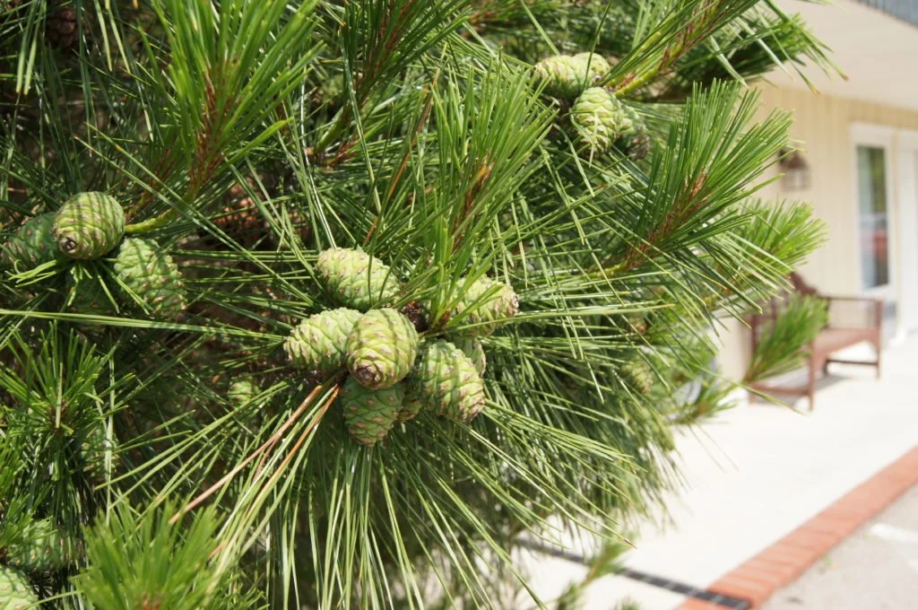 Close-up of pine tree branches with green pinecones, in front of a house with a sidewalk and bench.