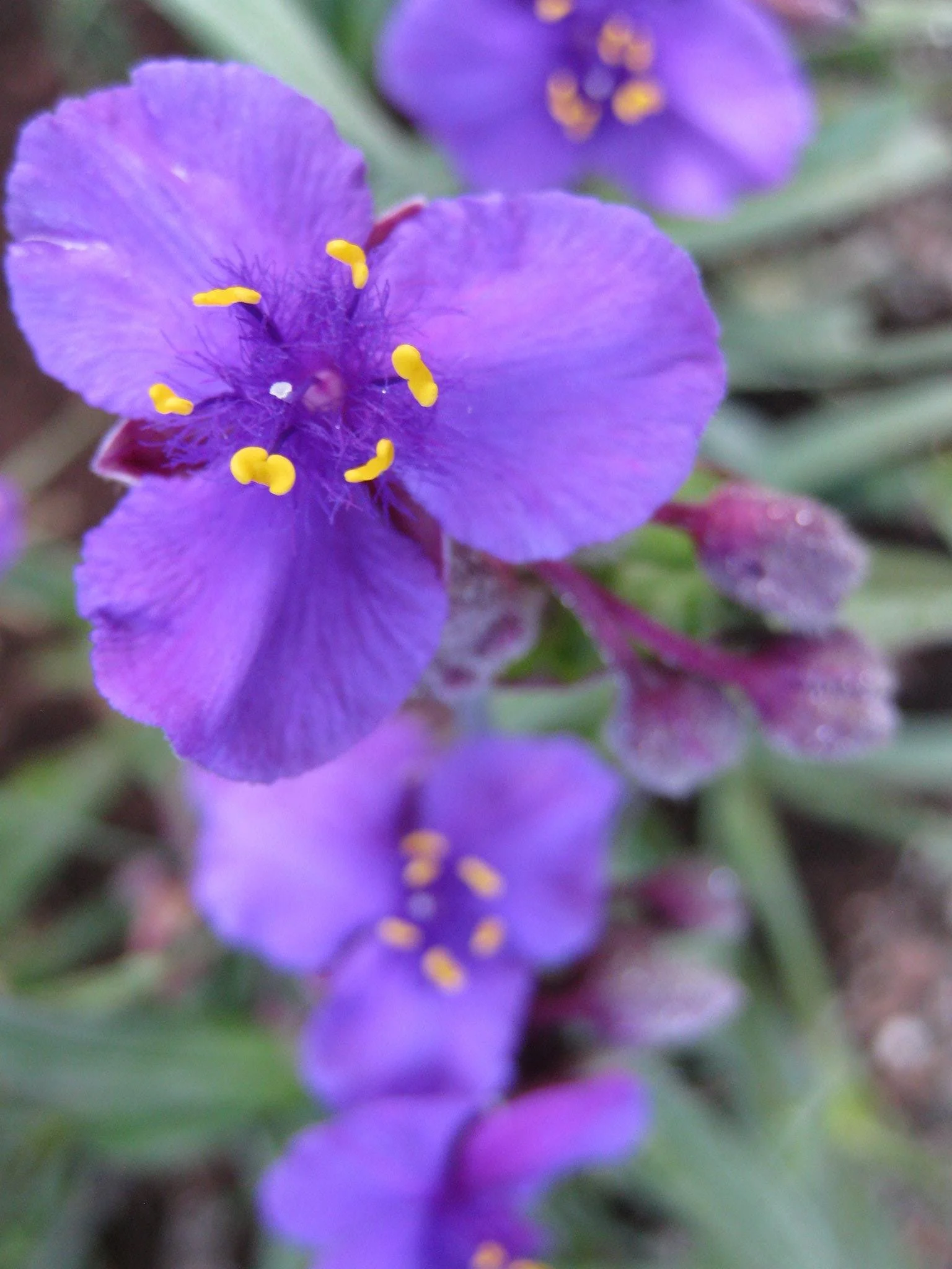 Close-up of purple flowers with yellow stamens surrounded by green foliage.