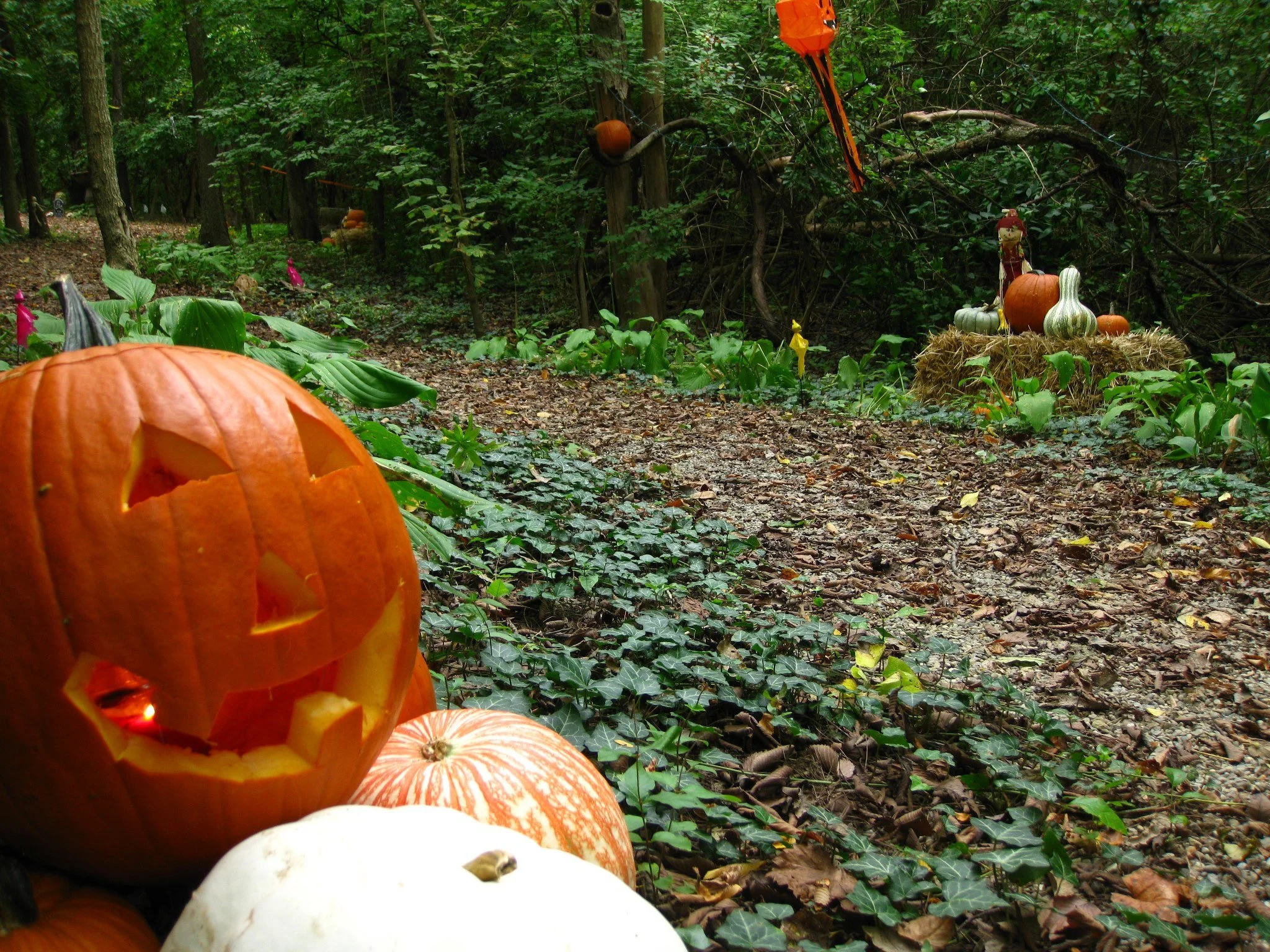 Pumpkin decorations on a forest path, including a carved pumpkin with a face in the foreground and various pumpkins and scarecrows on hay bales in the background, suggesting a fall or Halloween theme.