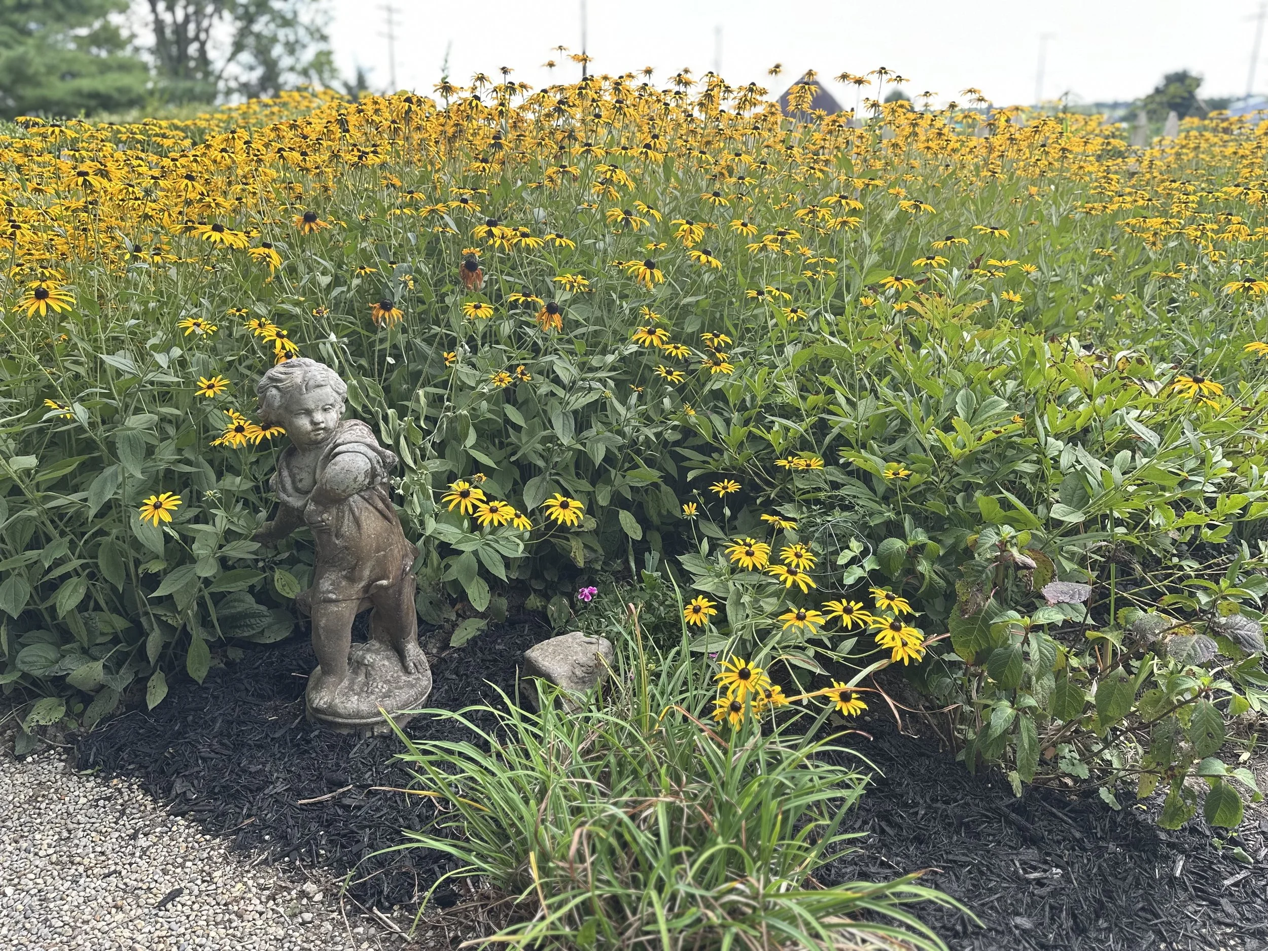 A garden with yellow flowers, a small stone statue of a girl, and mulch ground cover.