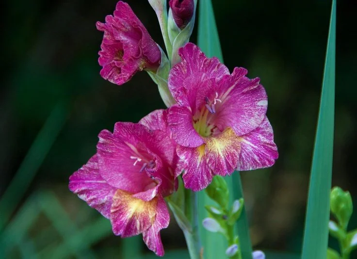 Close-up of pink and yellow gladiolus flowers with green leaves.