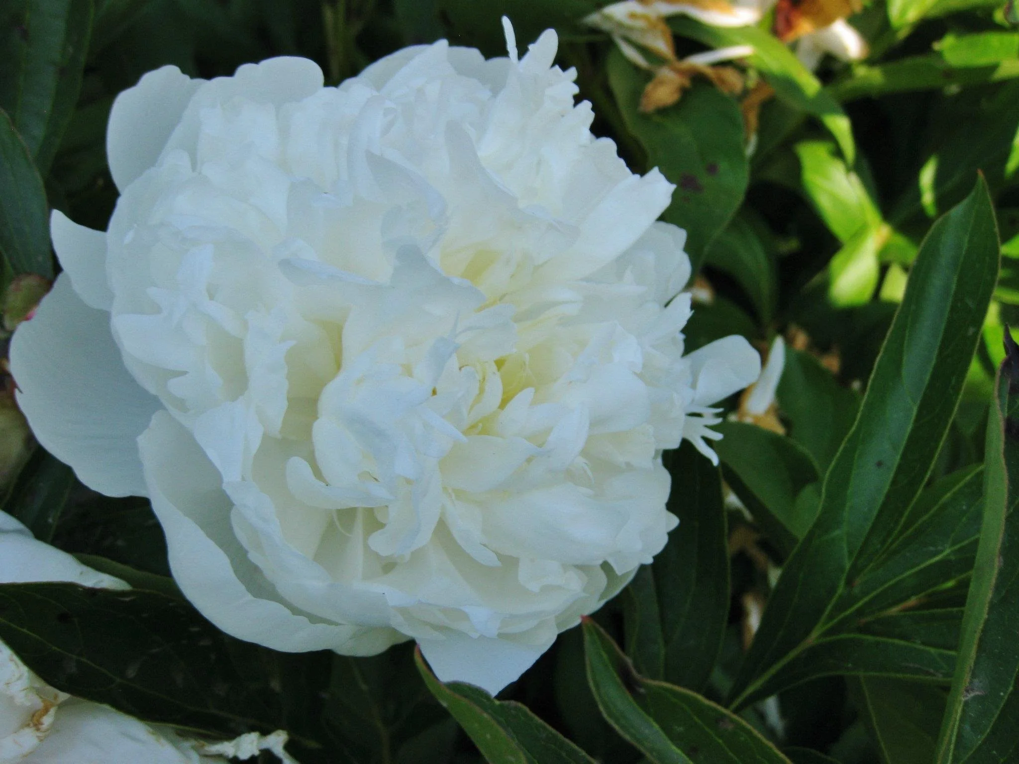 Close-up of a white peony flower surrounded by green leaves.