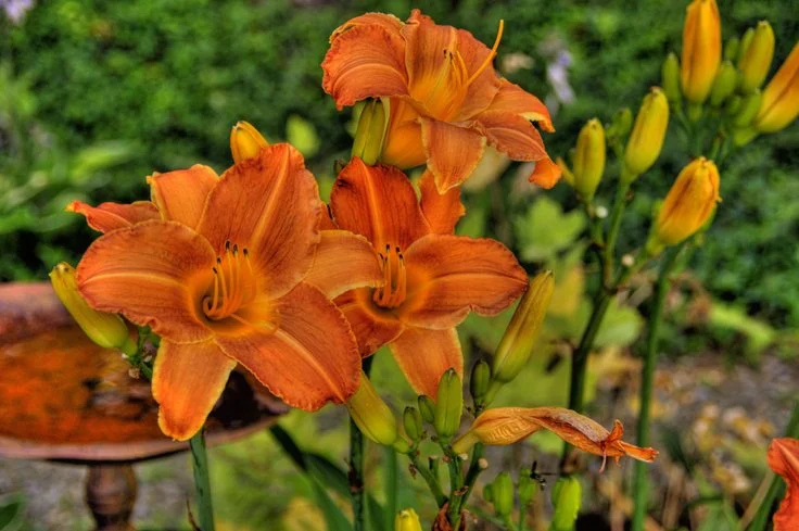 Close-up of orange daylilies in bloom with unopened buds and green foliage in the background.