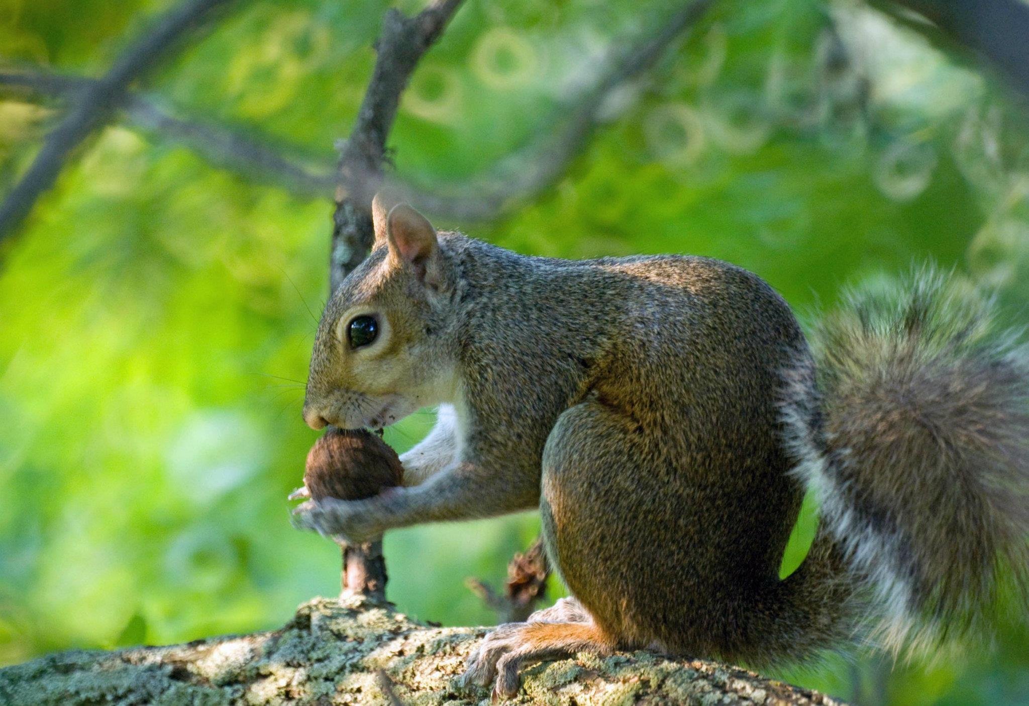 A squirrel sitting on a tree branch, holding a nut in its paws, with a green blurred background of leaves.