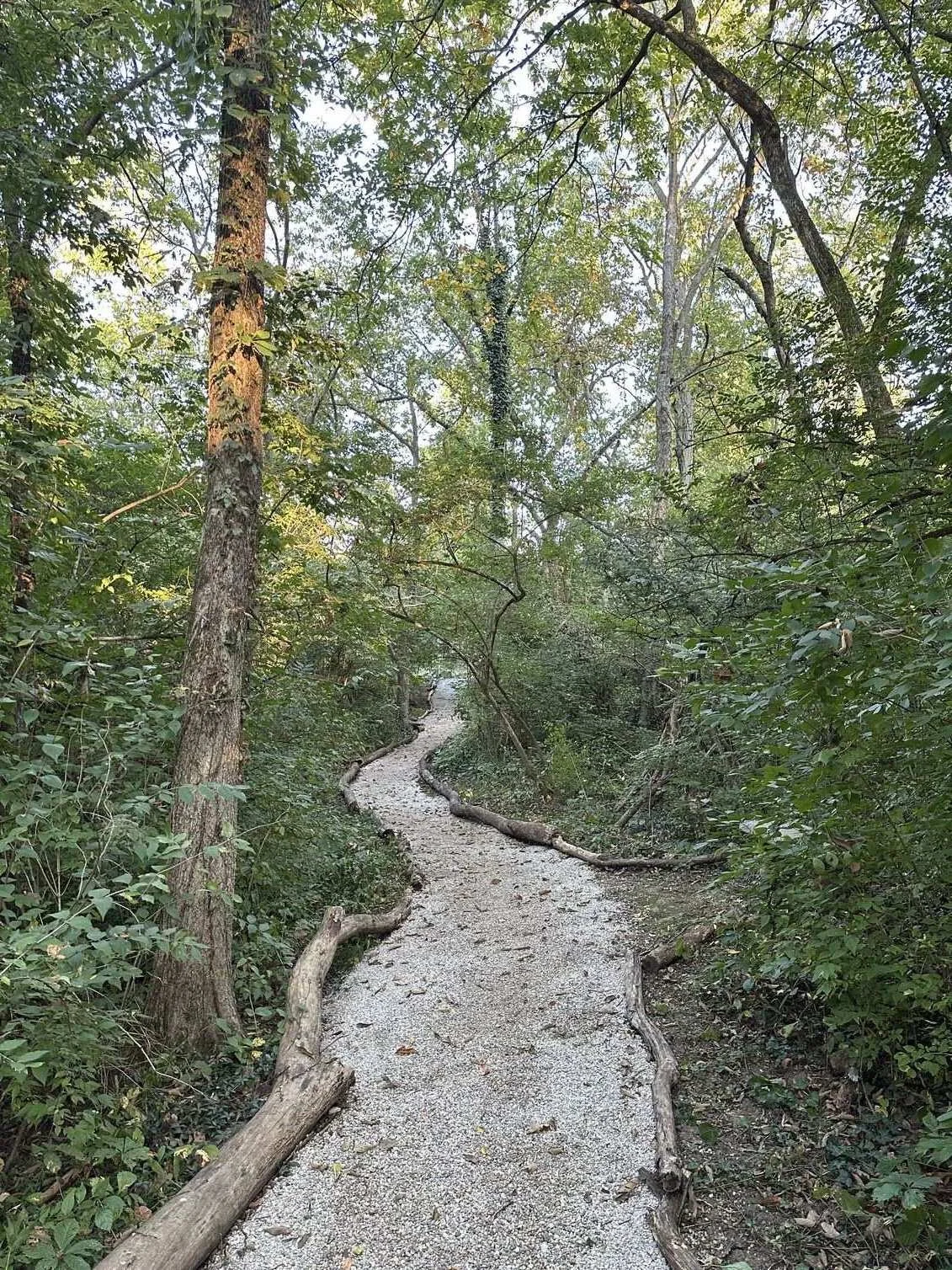 A narrow dirt trail winding through a dense forest with trees and green foliage on both sides.